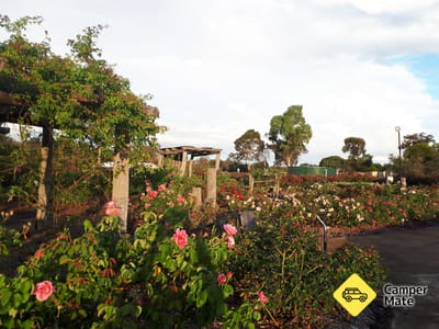 Kojonup Rose Maze