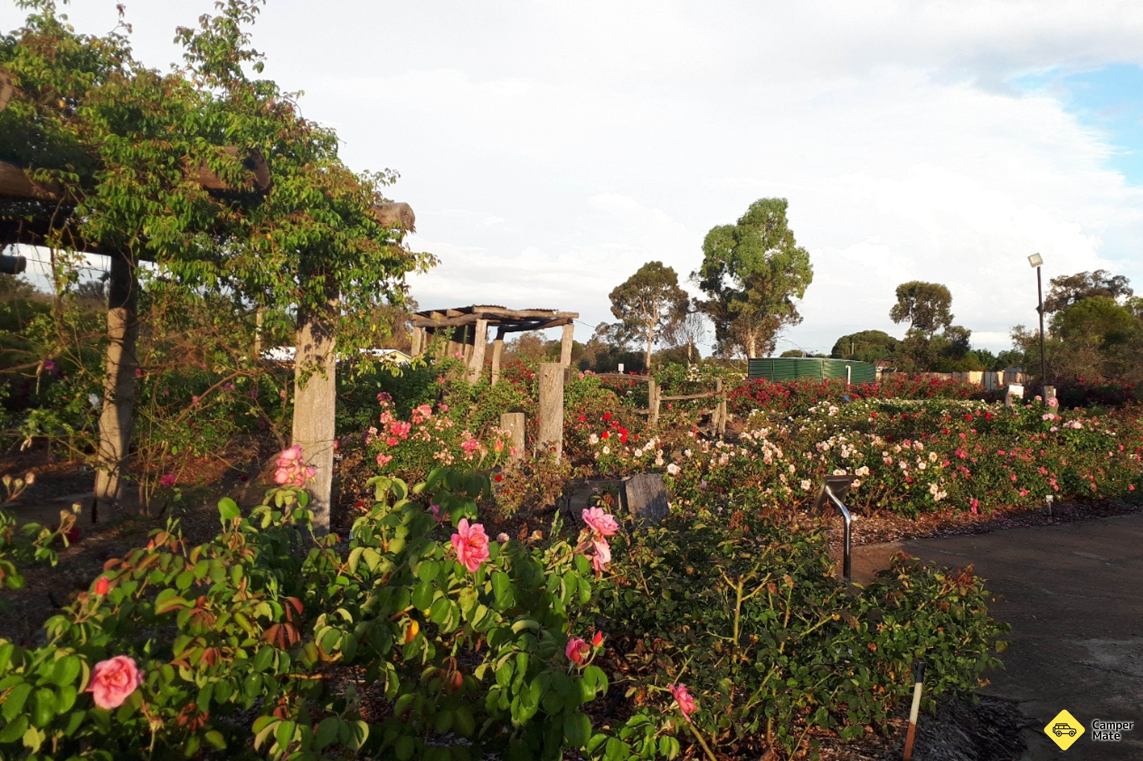 Kojonup Rose Maze