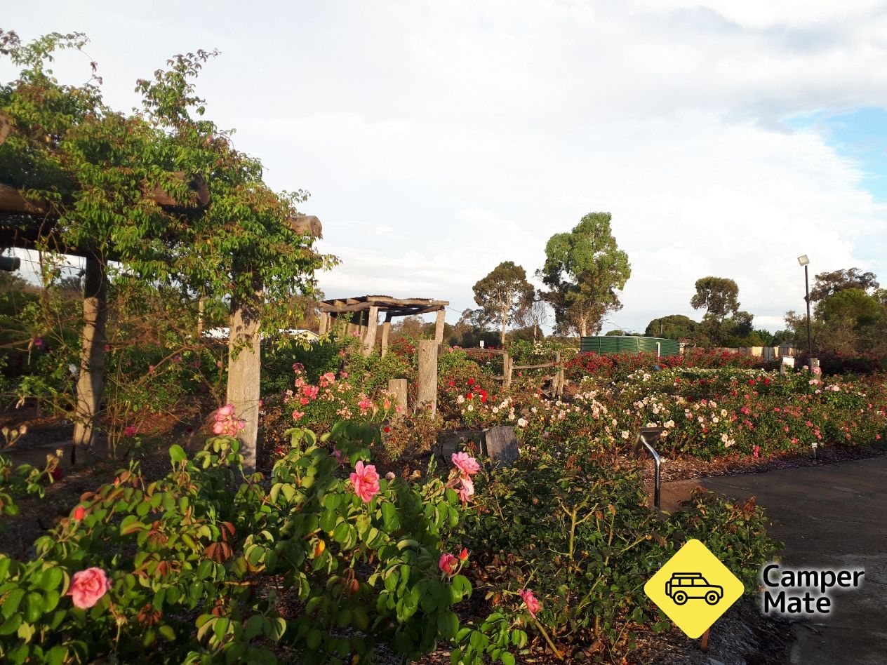 Kojonup Rose Maze