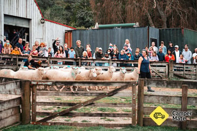 Sheepworld Farm Park