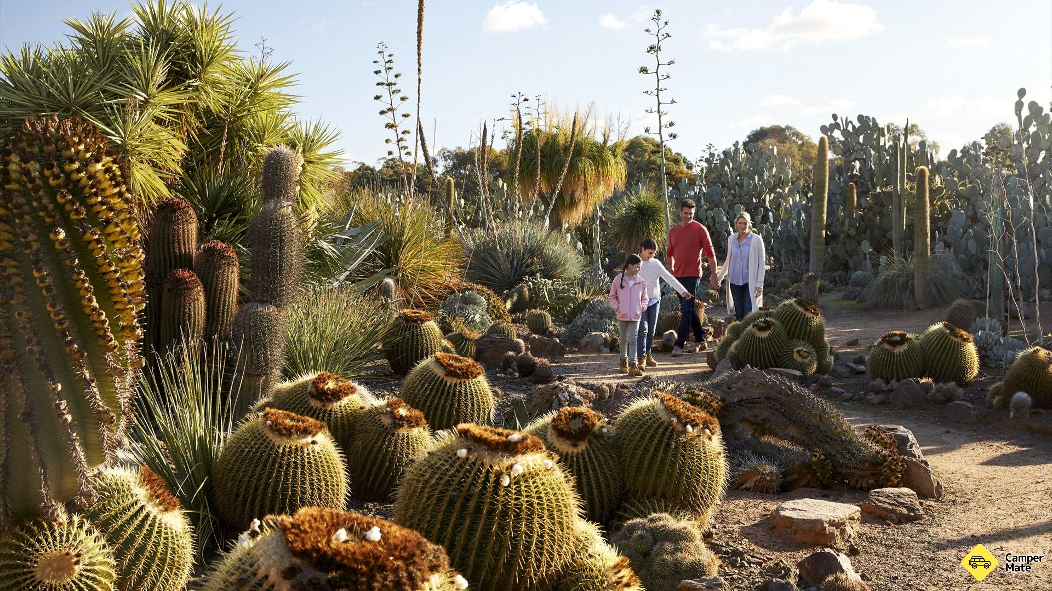 Cactus Country