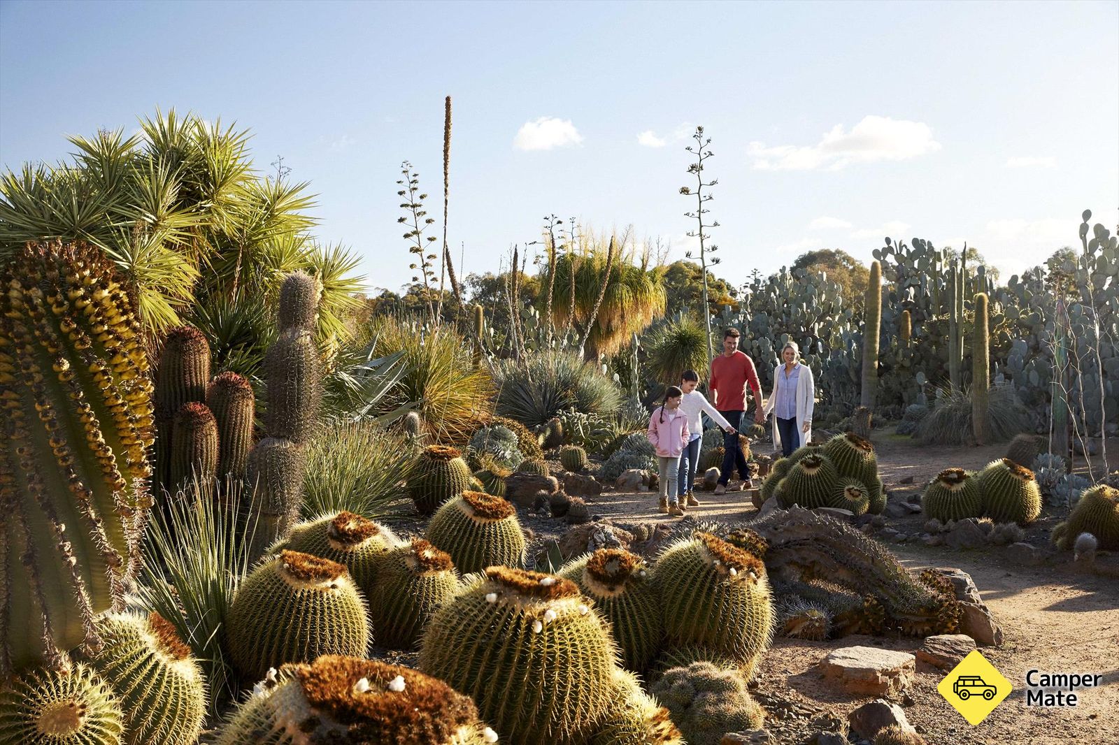 Cactus Country
