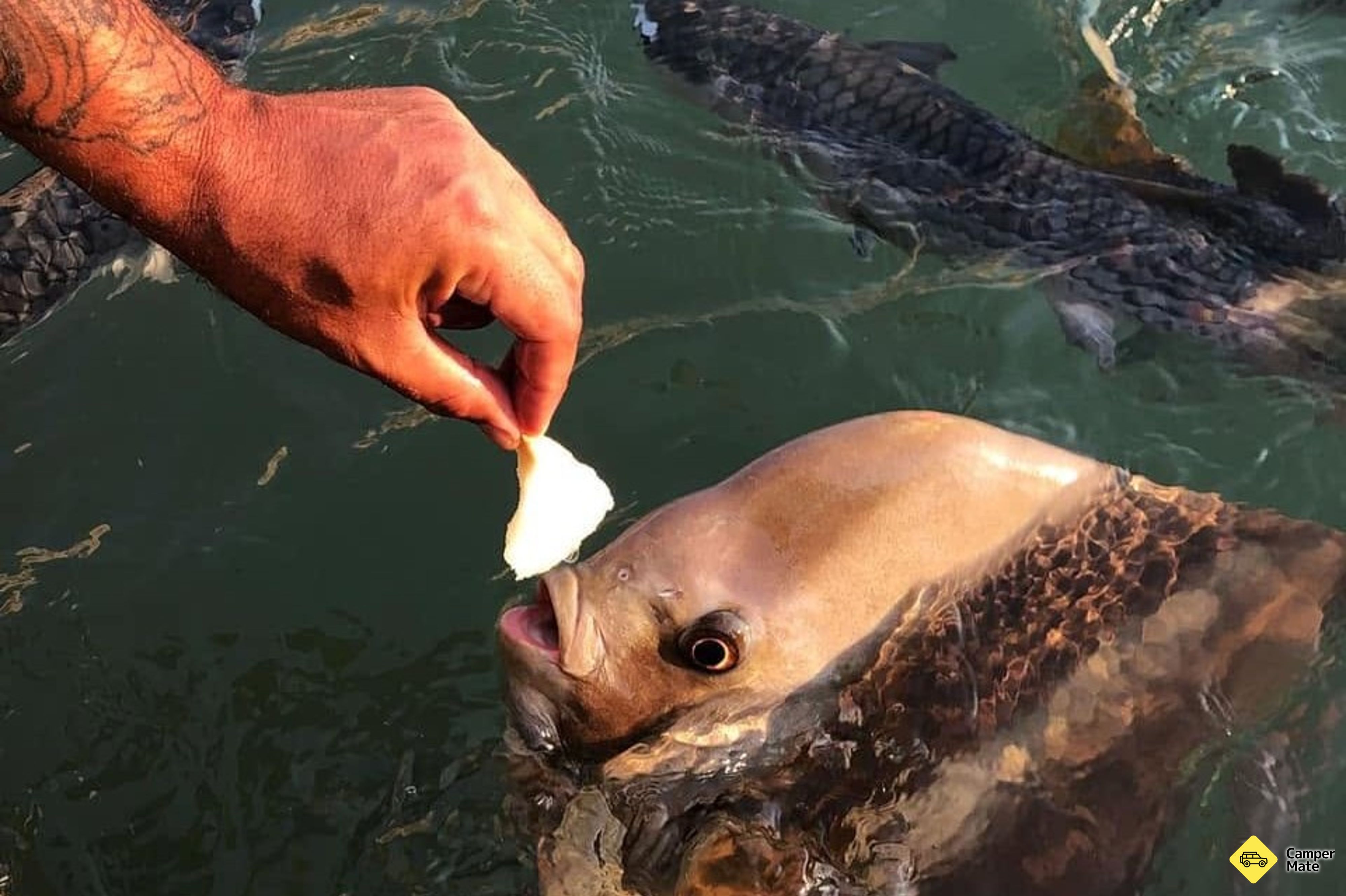 Wild Fish Feeding Sanctuary and Experience - Image 3