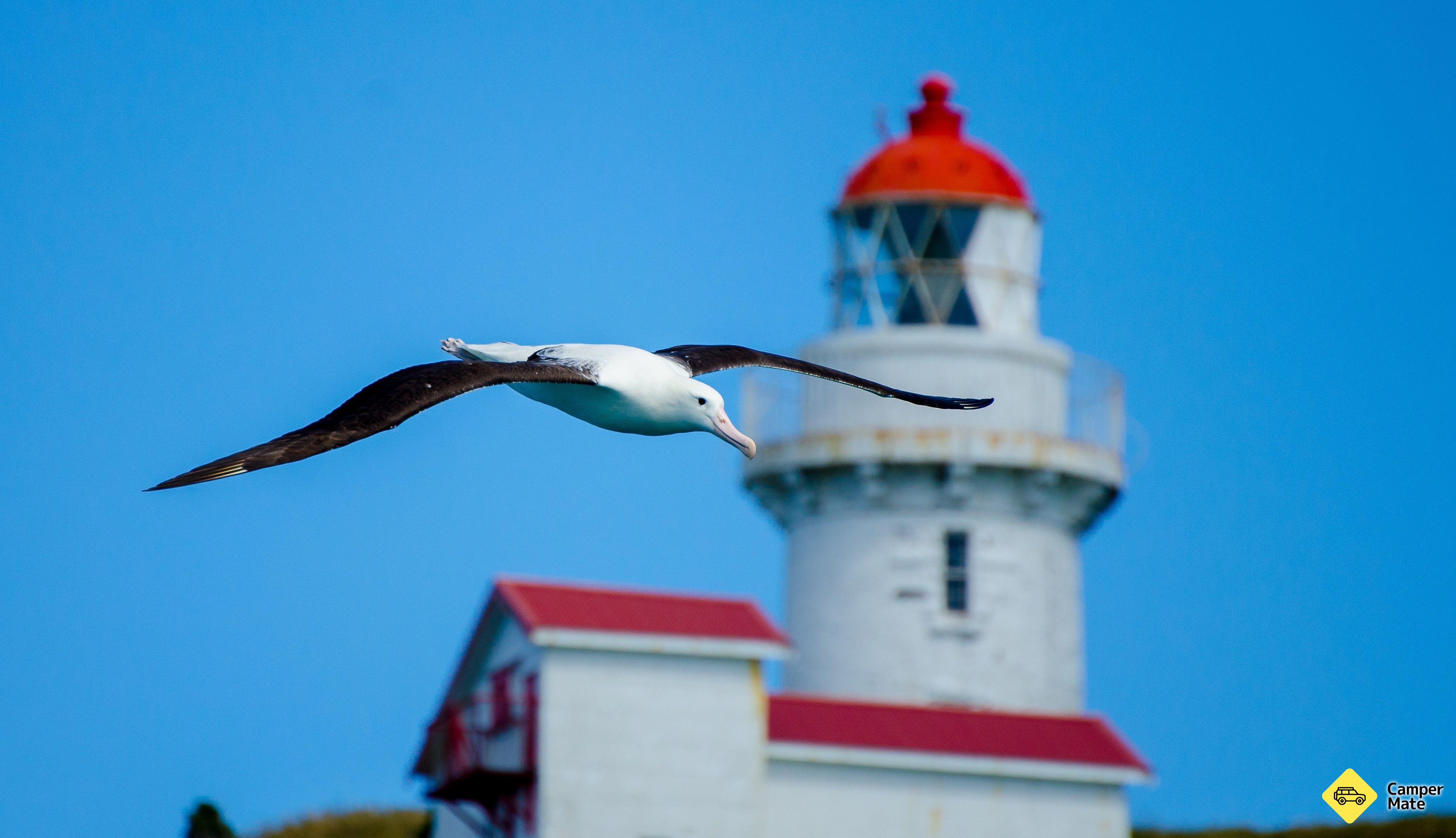 Das Royal Albatross Centre - Image 2
