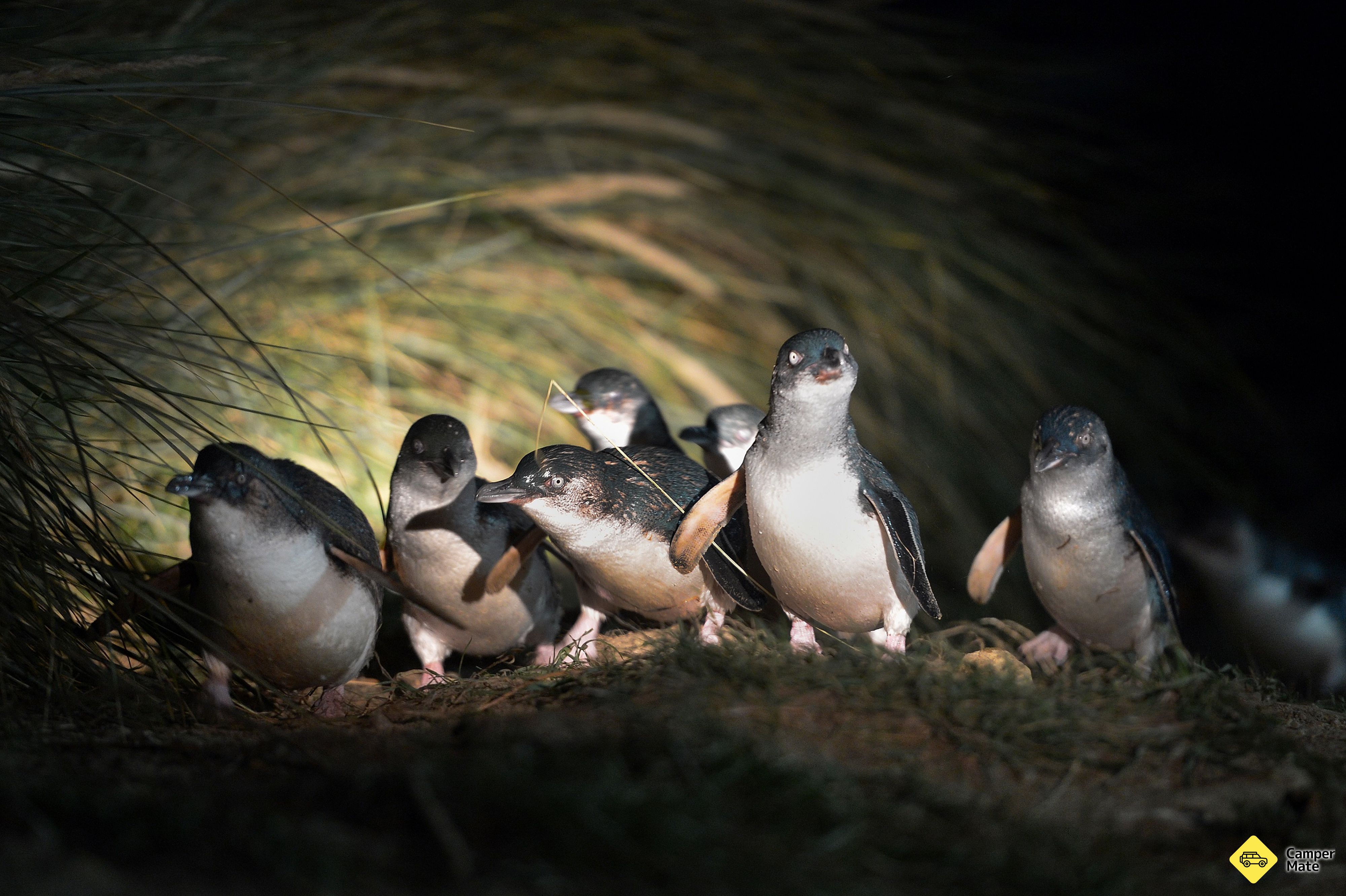 Centro Real de Albatross - Image 3