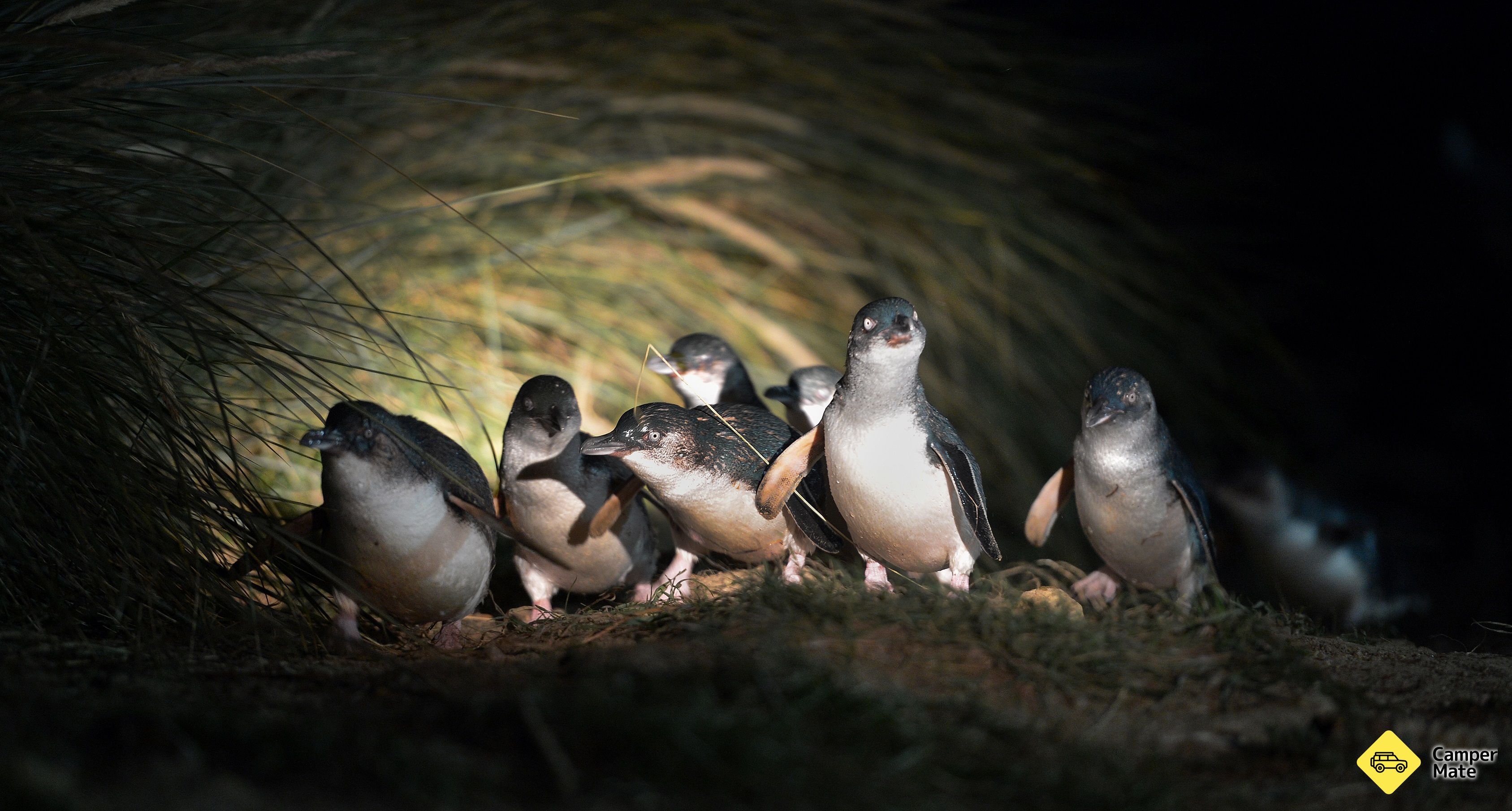 Royal Albatross Centre - Image 3