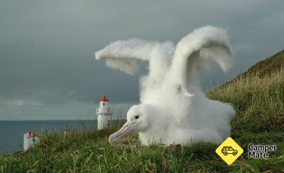 Royal Albatross Centre