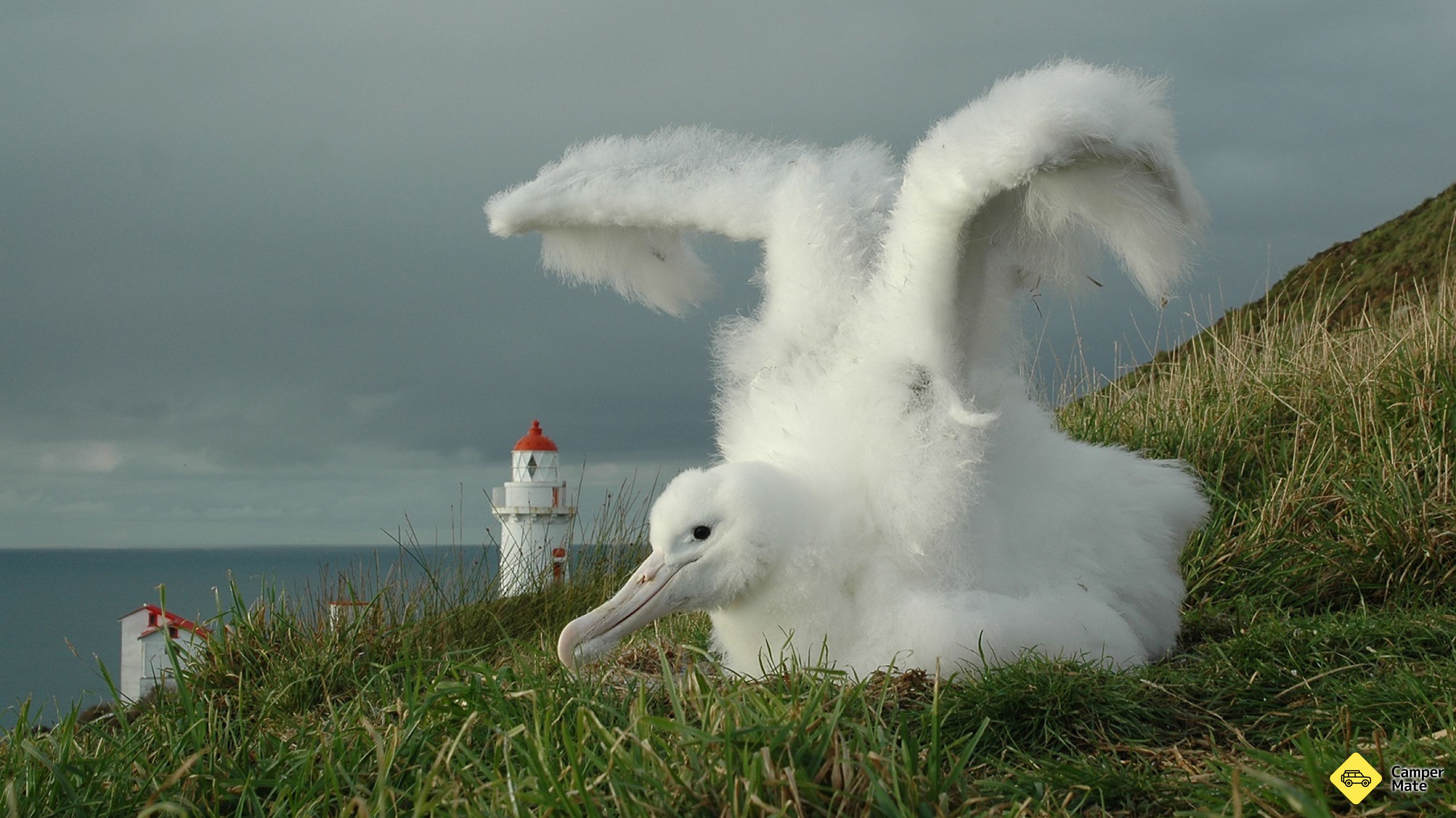 ศูนย์ Royal Albatross