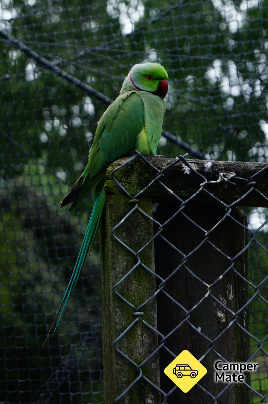 Rotokawau Virginia Lake - Image 3