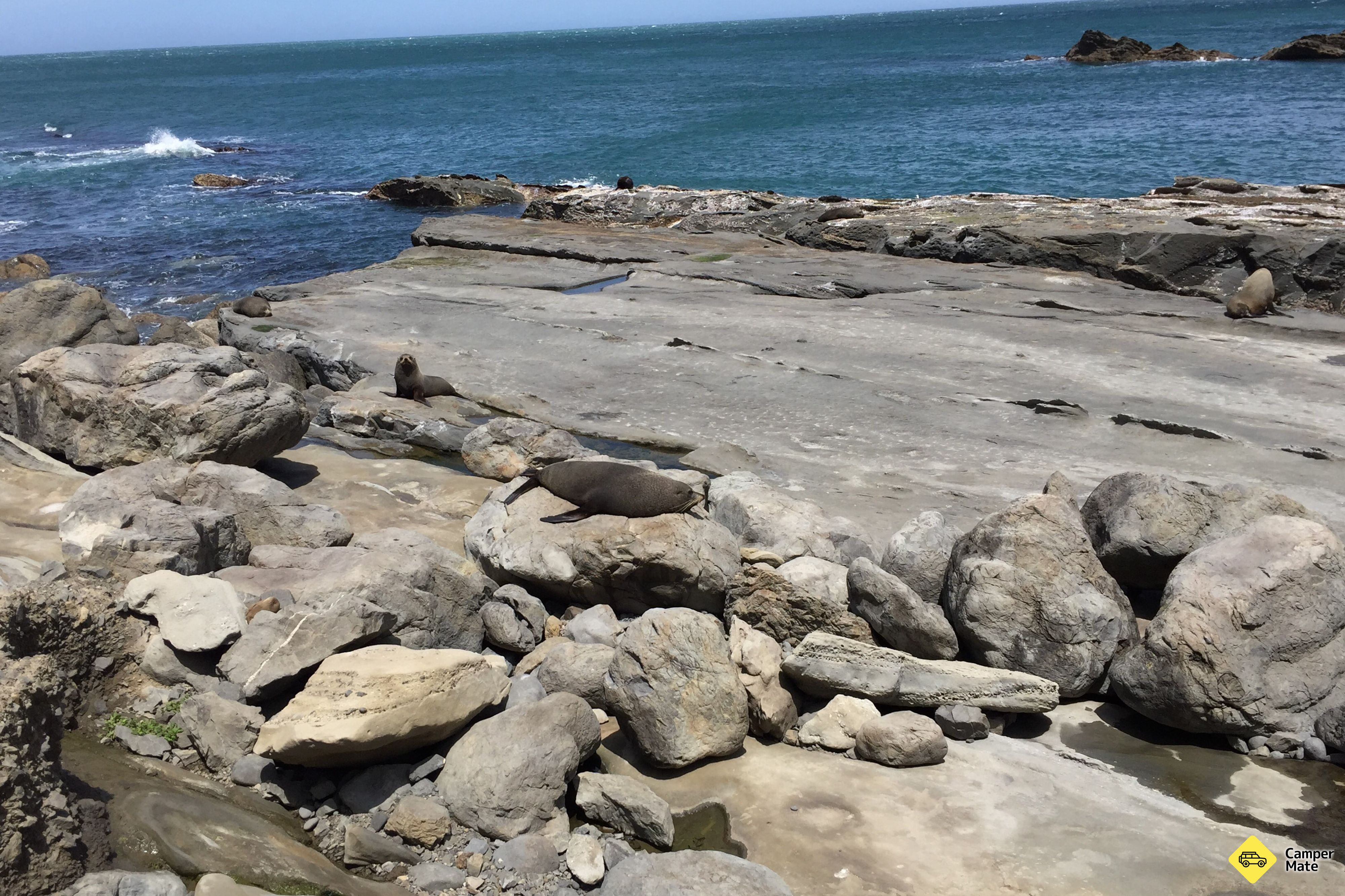 Cape Palliser Seal Colony - Image 3