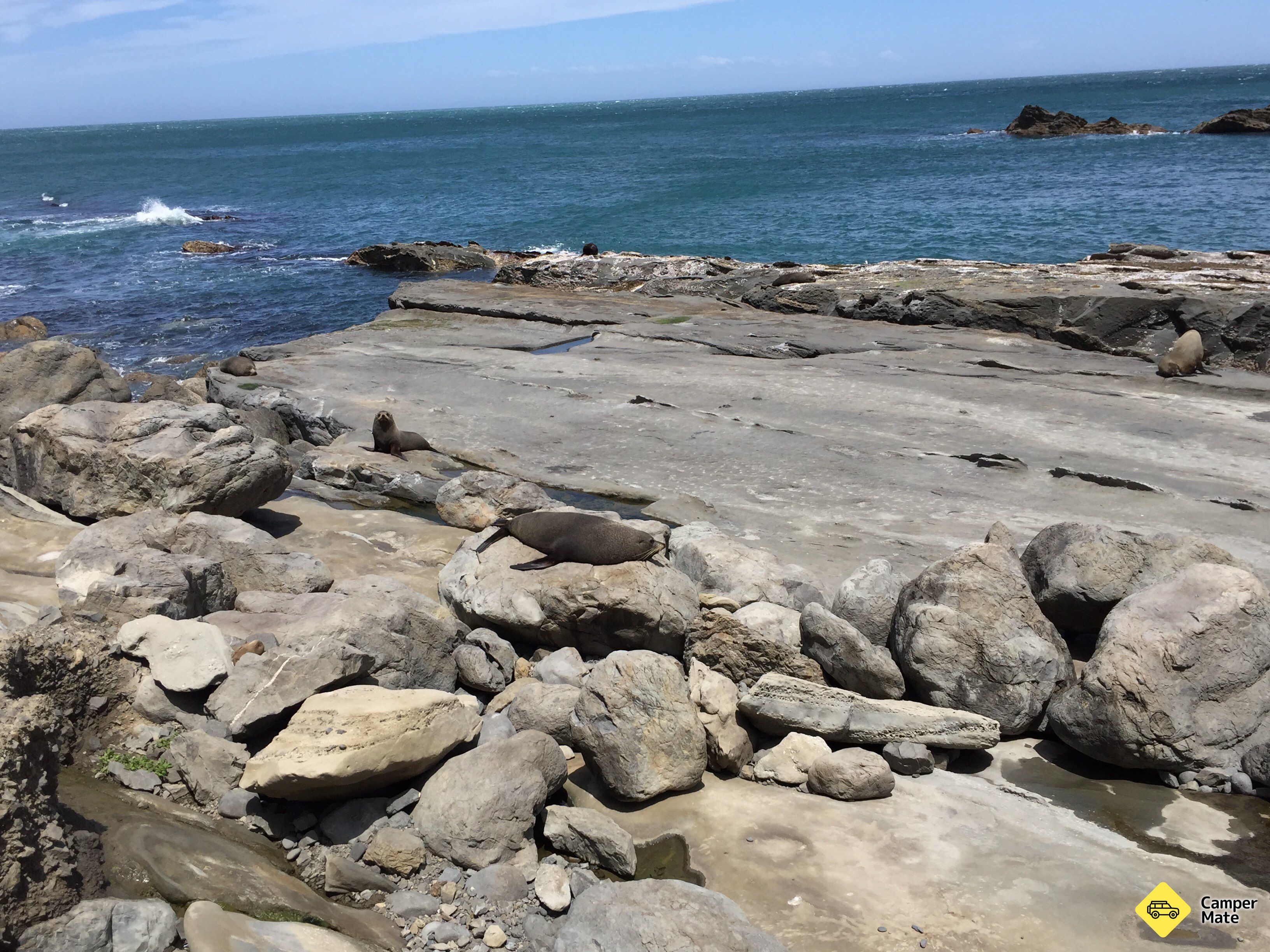 Cape Palliser Seal Colony - Image 3
