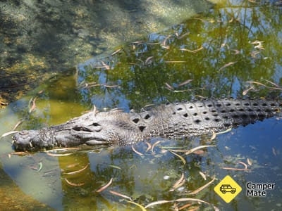 Billabong Sanctuary