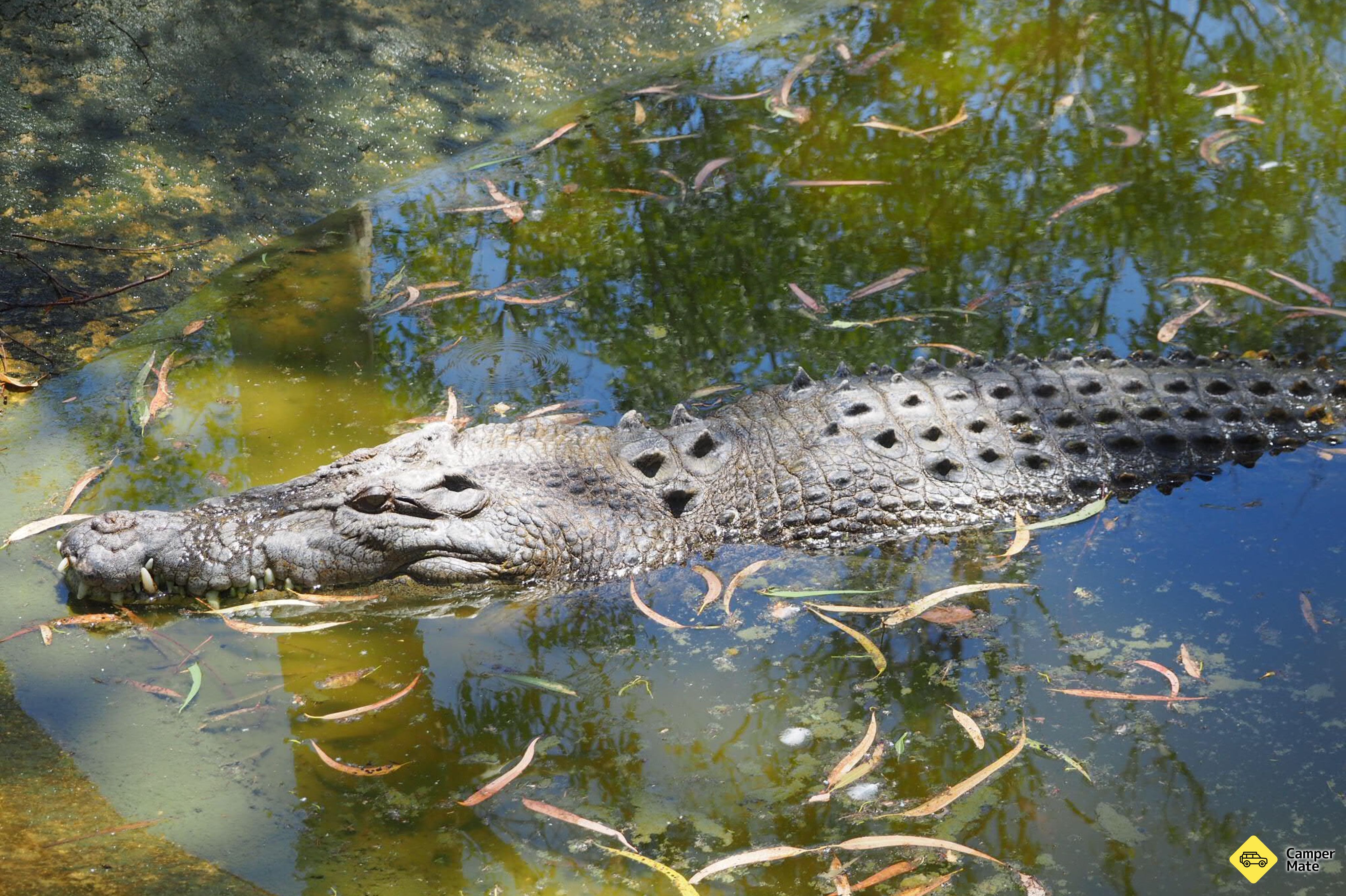 Billabong Sanctuary