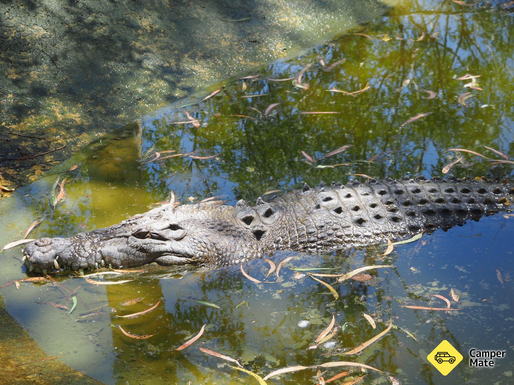 Billabong Sanctuary