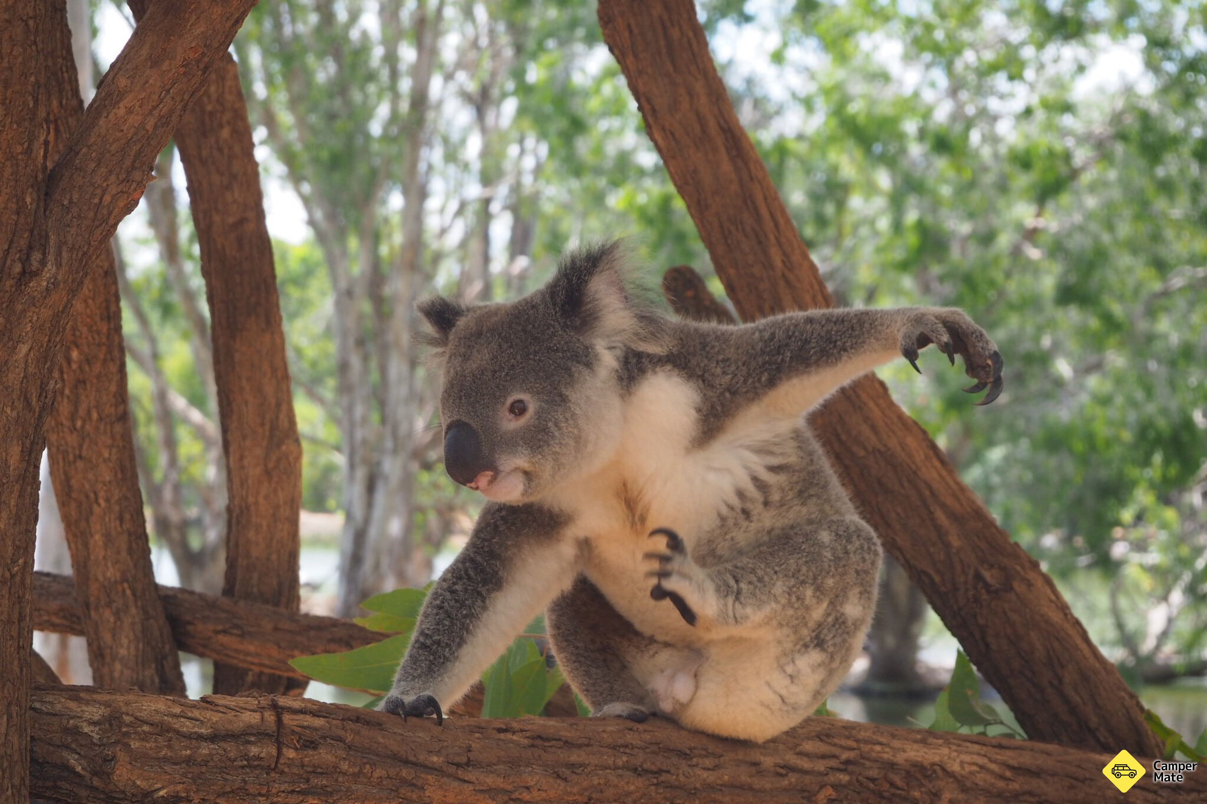 Billabong Sanctuary - Image 2