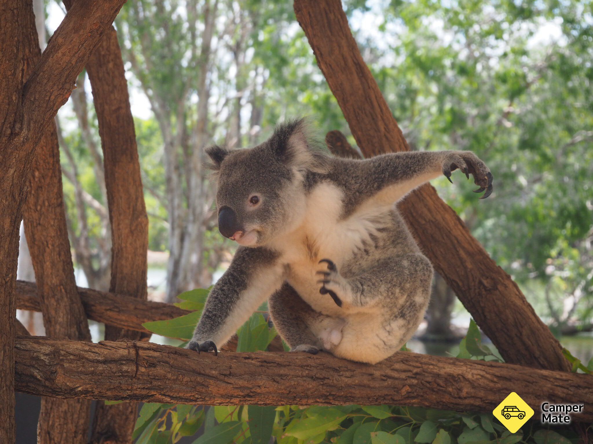 Billabong Sanctuary - Image 2