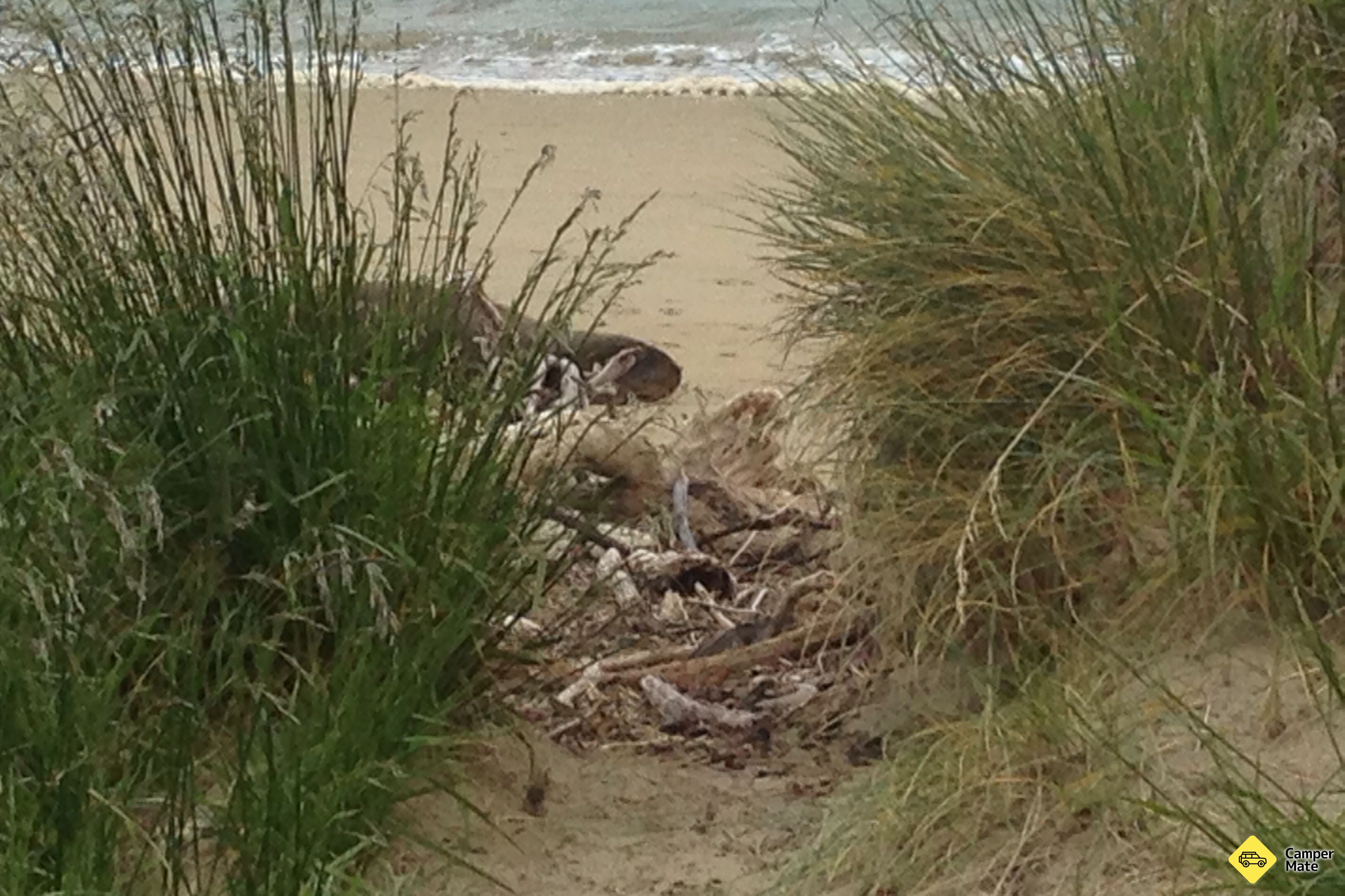 Surat Bay Seals Colony - Image 3