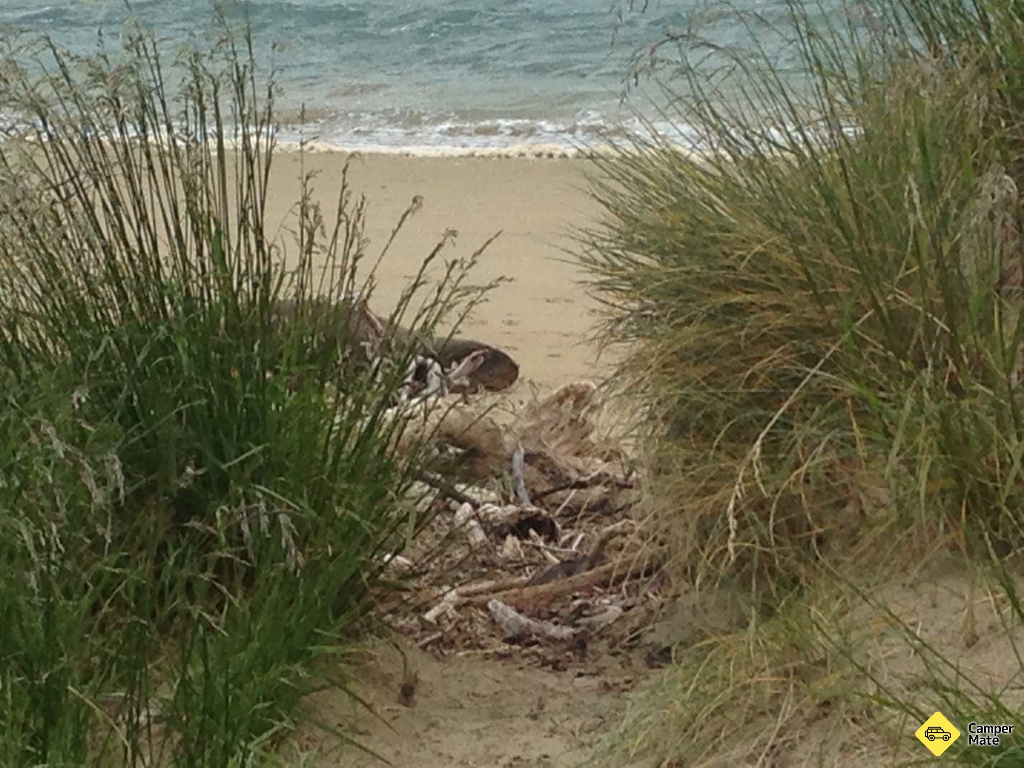 Surat Bay Seals Colony - Image 3