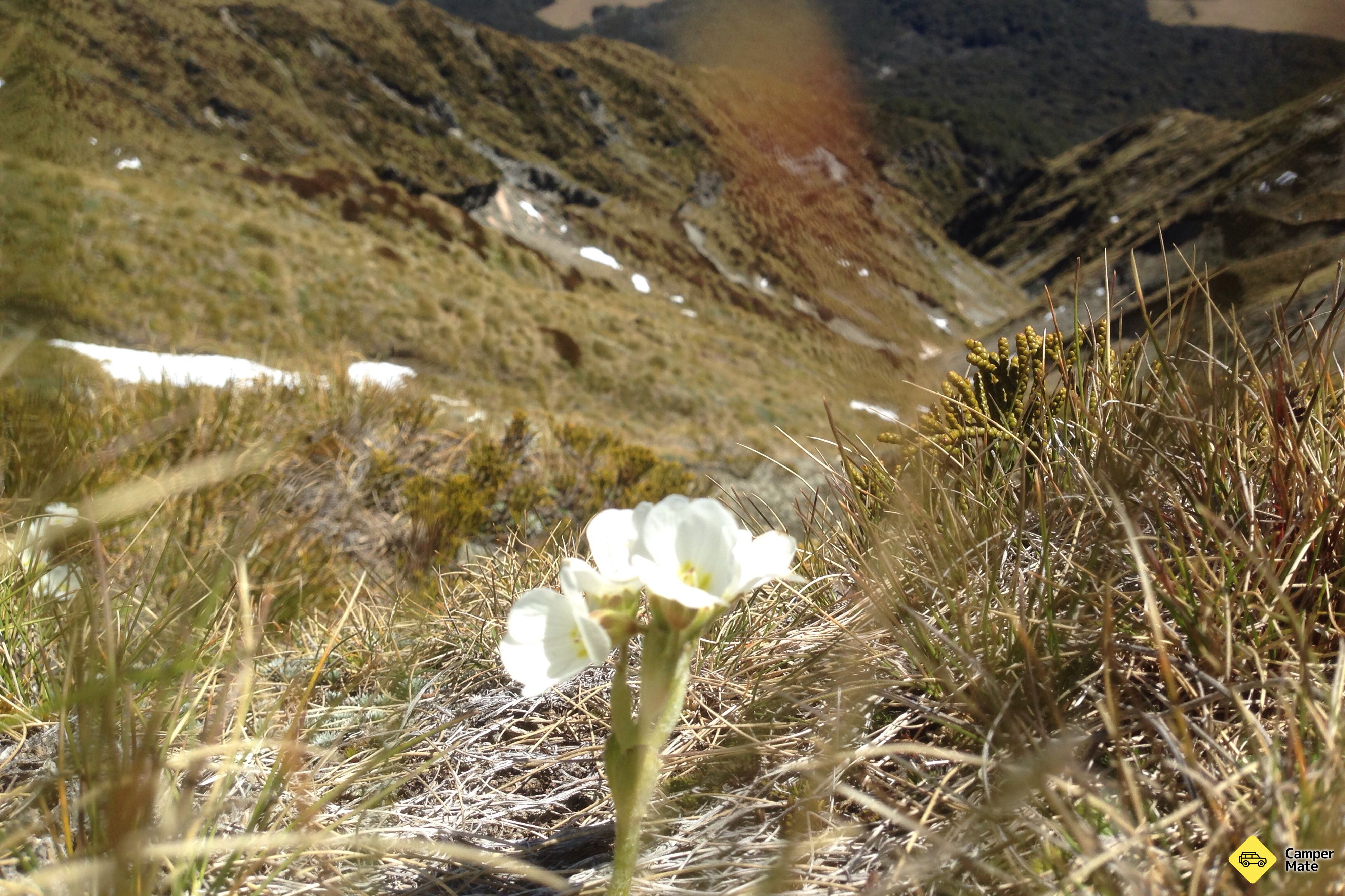 Les anmeldelser av Mt Burns Tarns Track - Image 2