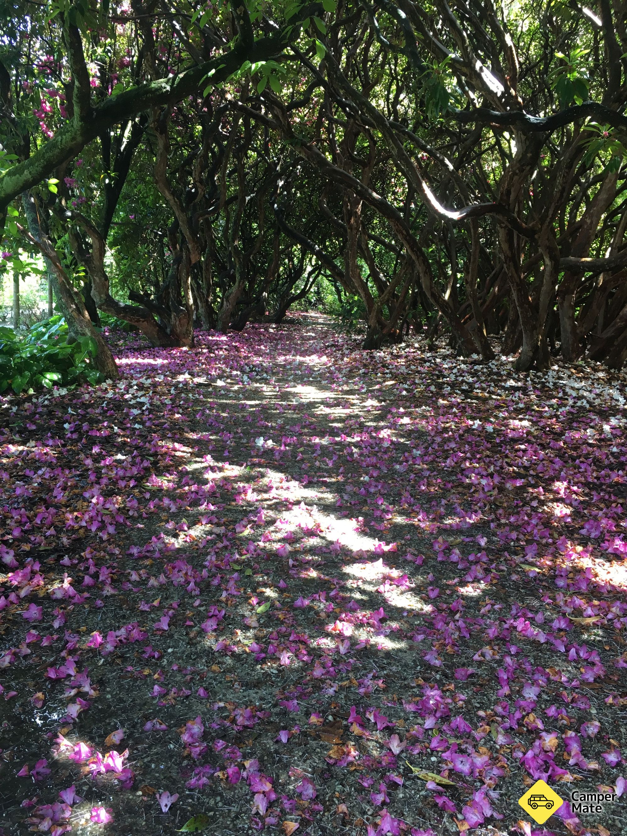 Invercargill Queens Park - Image 3