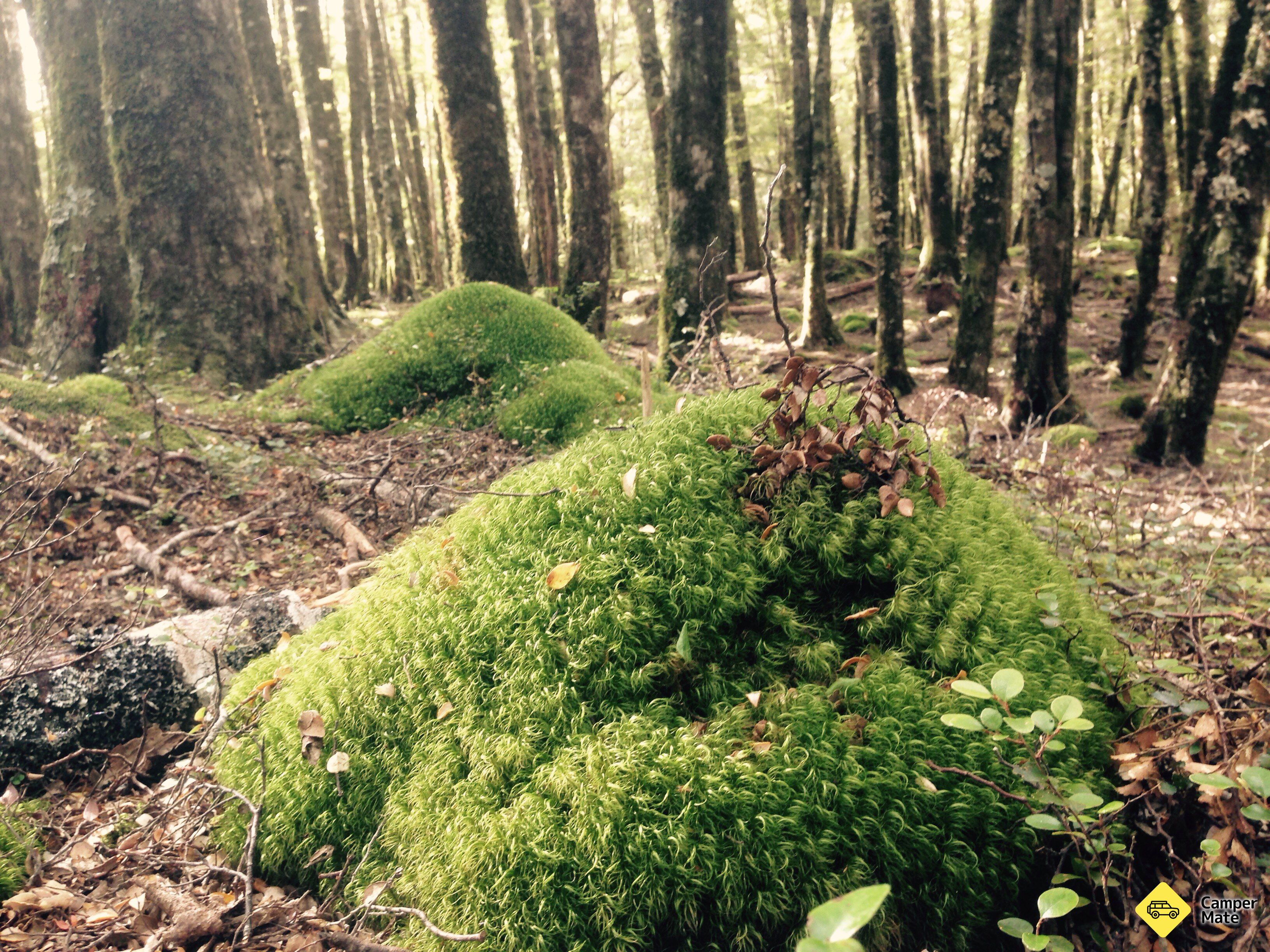 Thicket Burn Campsite - Image 2