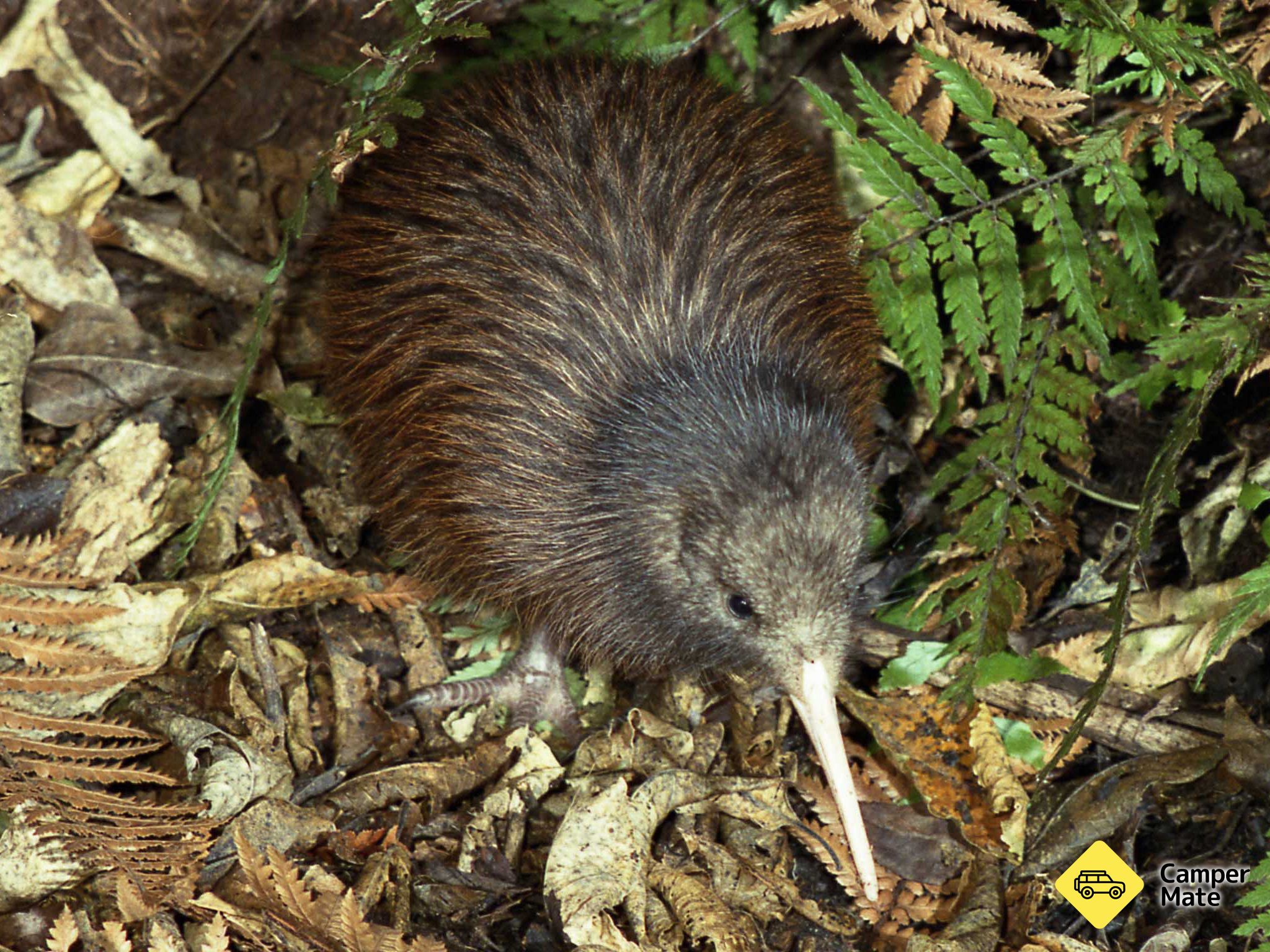 Nga Manu Nature Reserve  - Image 3