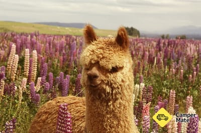 Gem Alpaca Stud