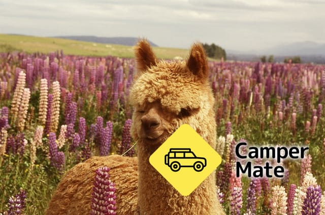 Gem Alpaca Stud
