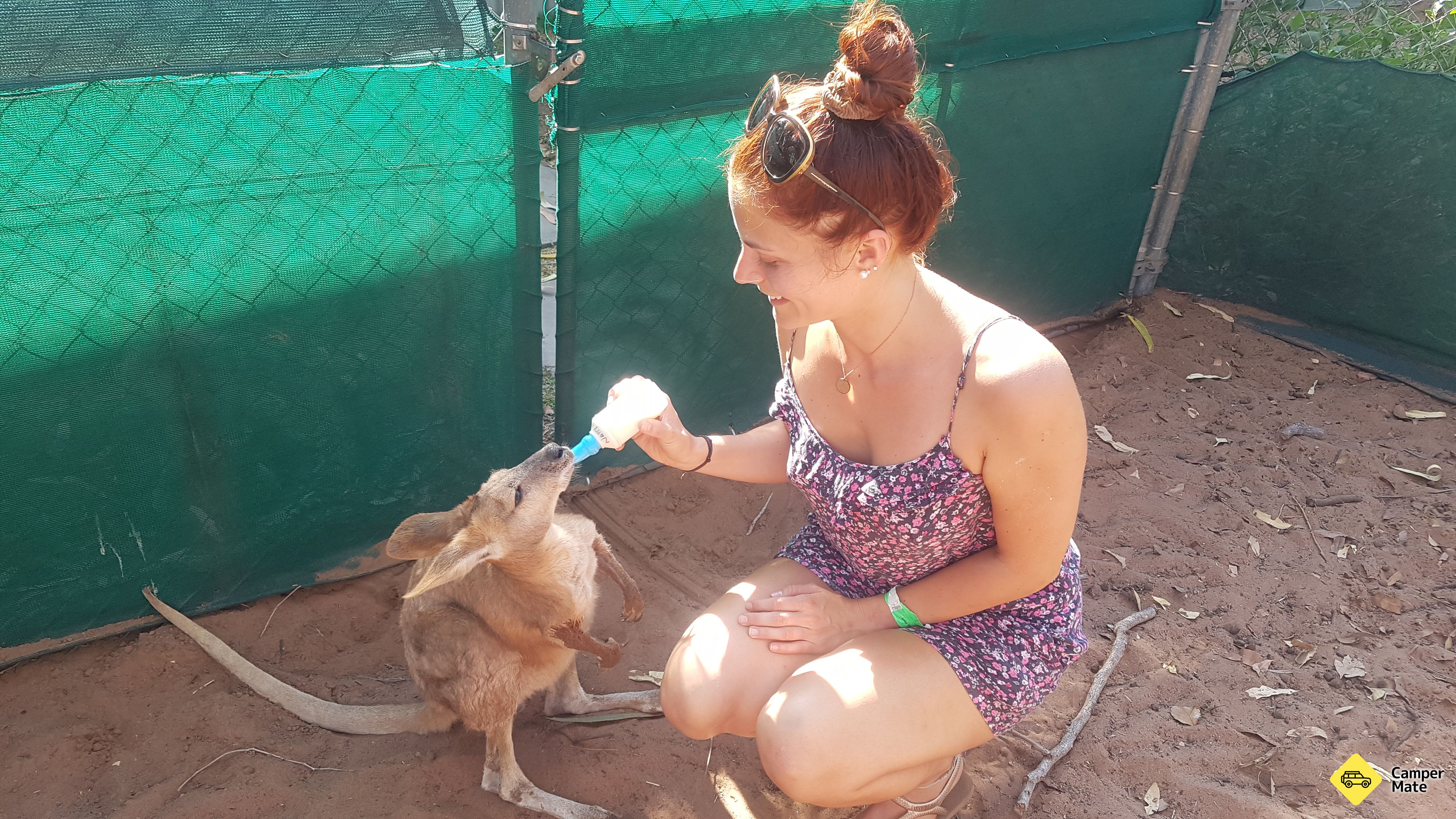 Kangaroo Haven Wildlife Rescue - Image 2