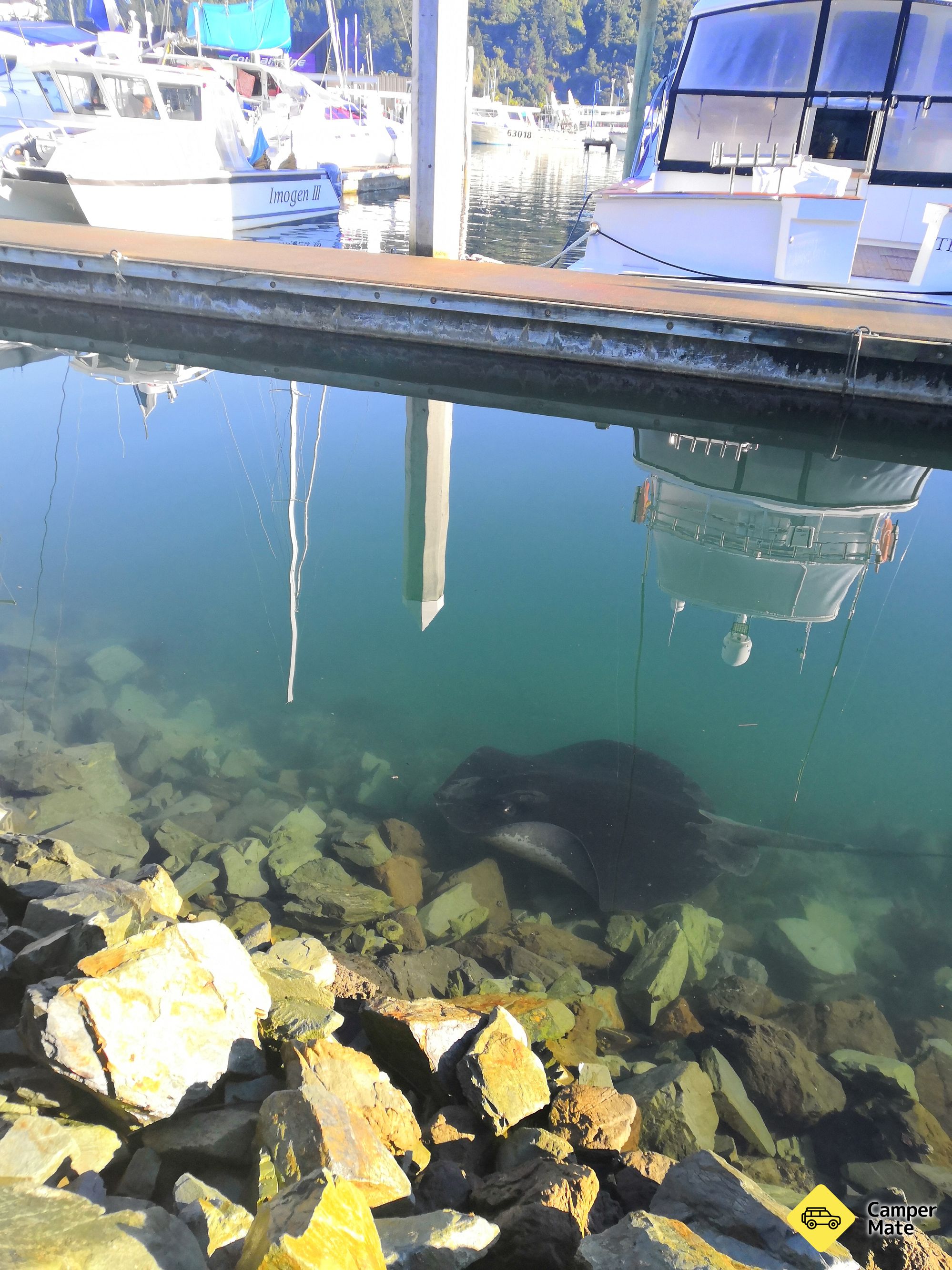 Découverte de Picton Marina Stingray Spotting - Image 3