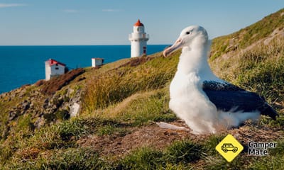 Royal Albatross Viewing Tour