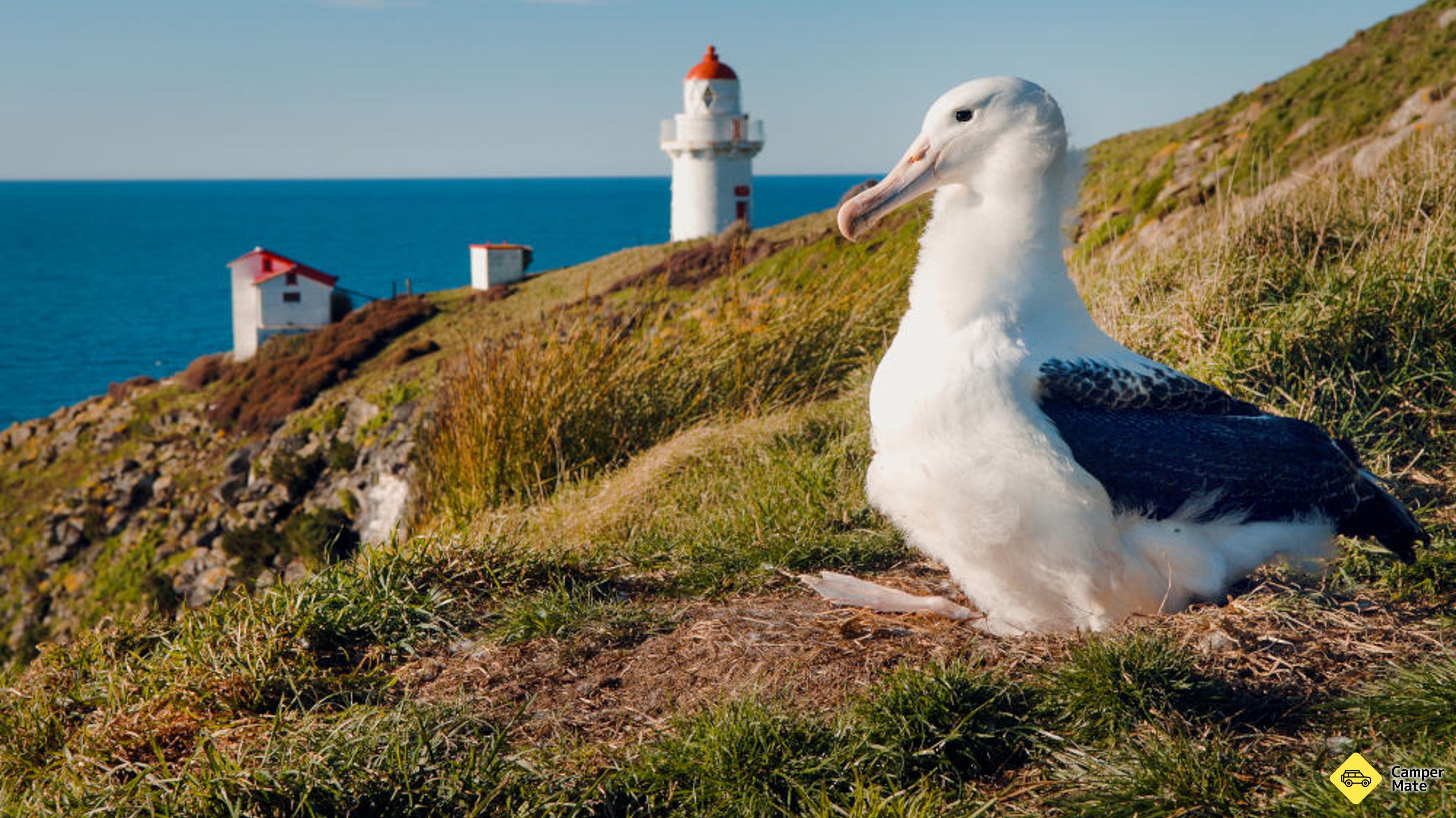 Royal Albatross เห็นทัวร์