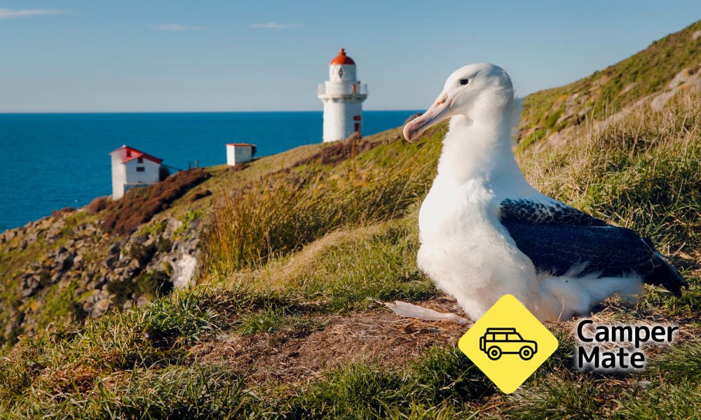 Royal Albatross Viewing Tour