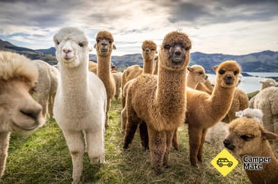Shamarra Alpaca Farm Tours