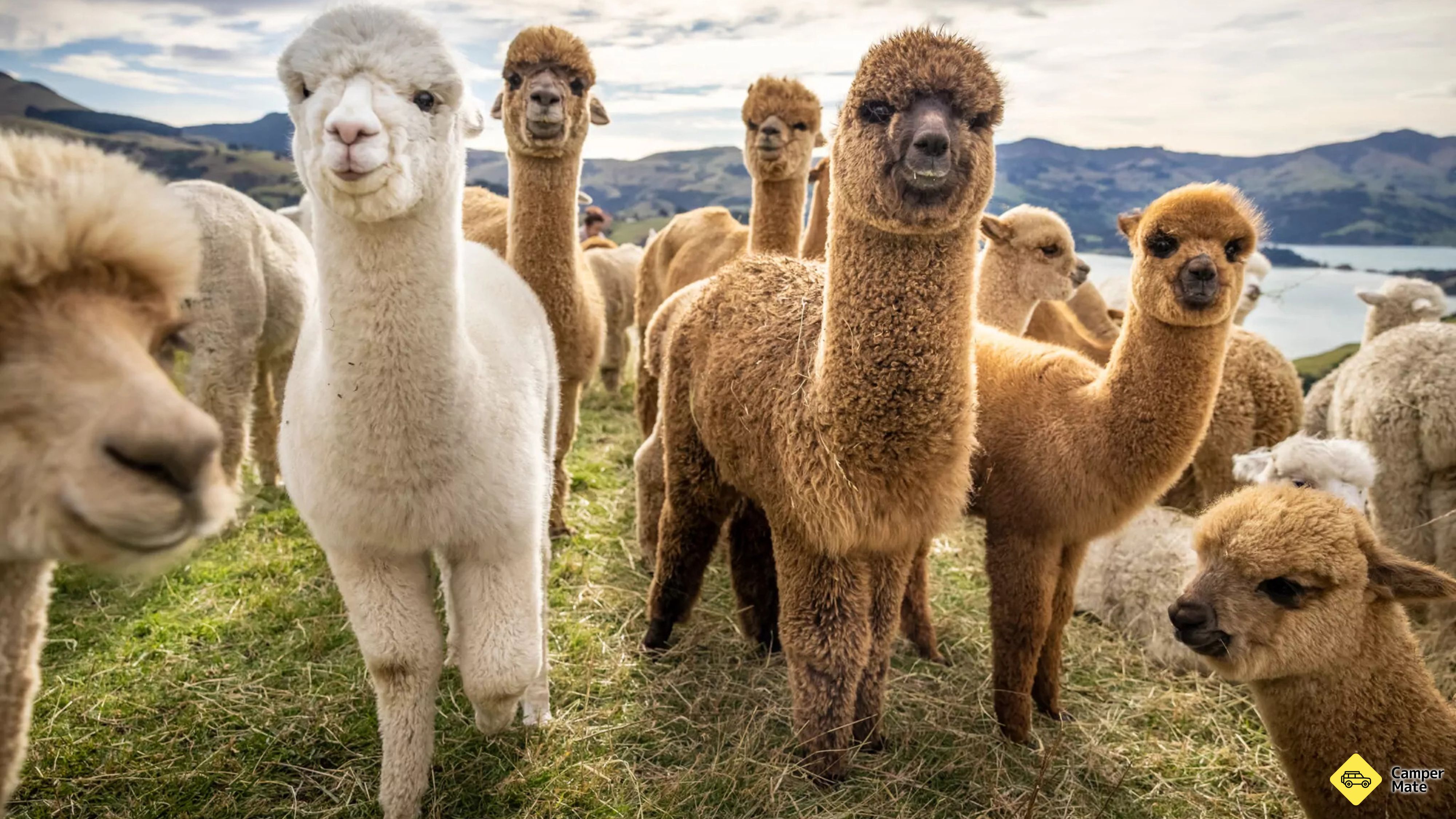 Shamarra Alpaca ฟาร์มทัวร์