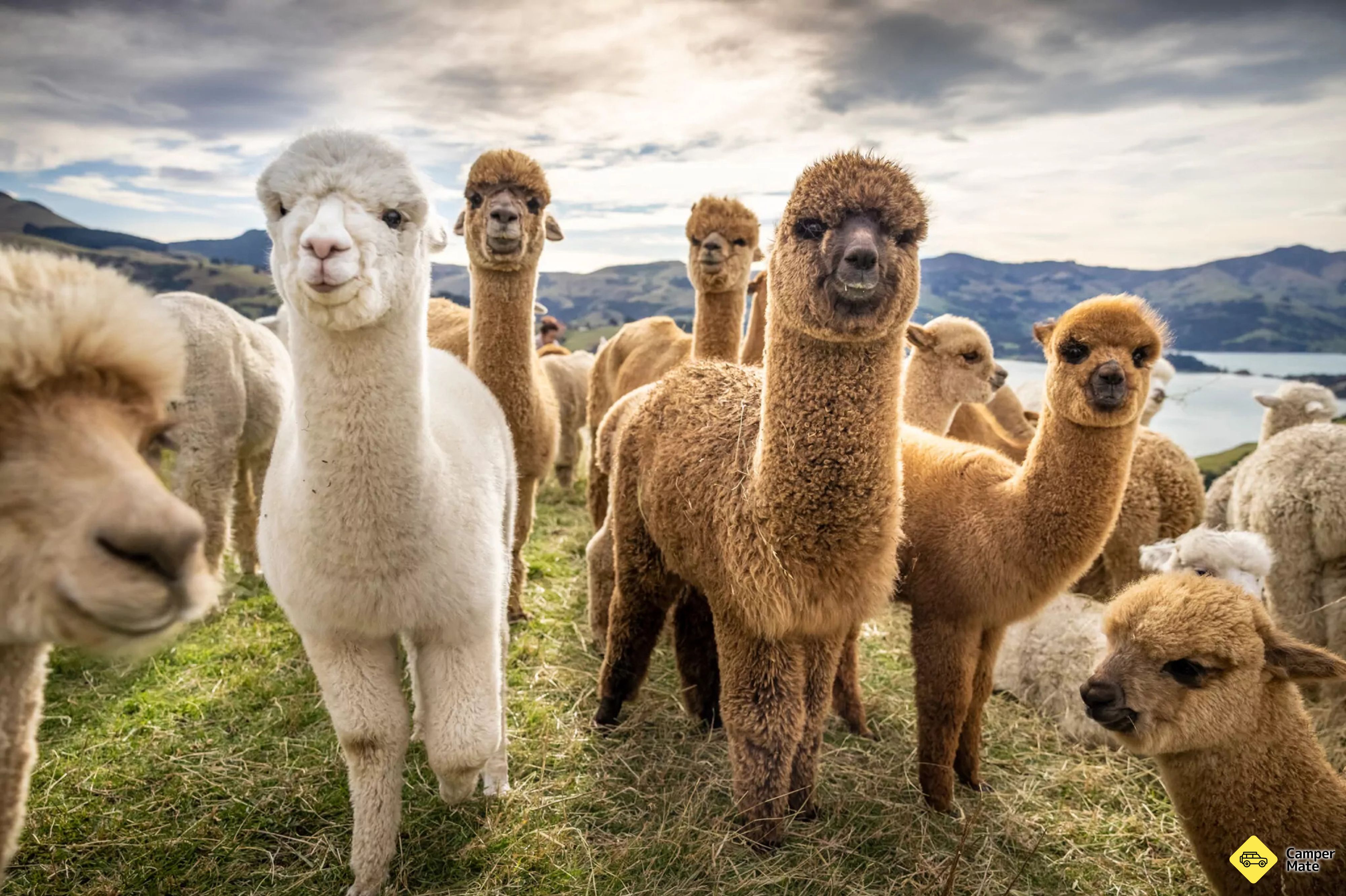 Shamarra Alpaca ฟาร์มทัวร์