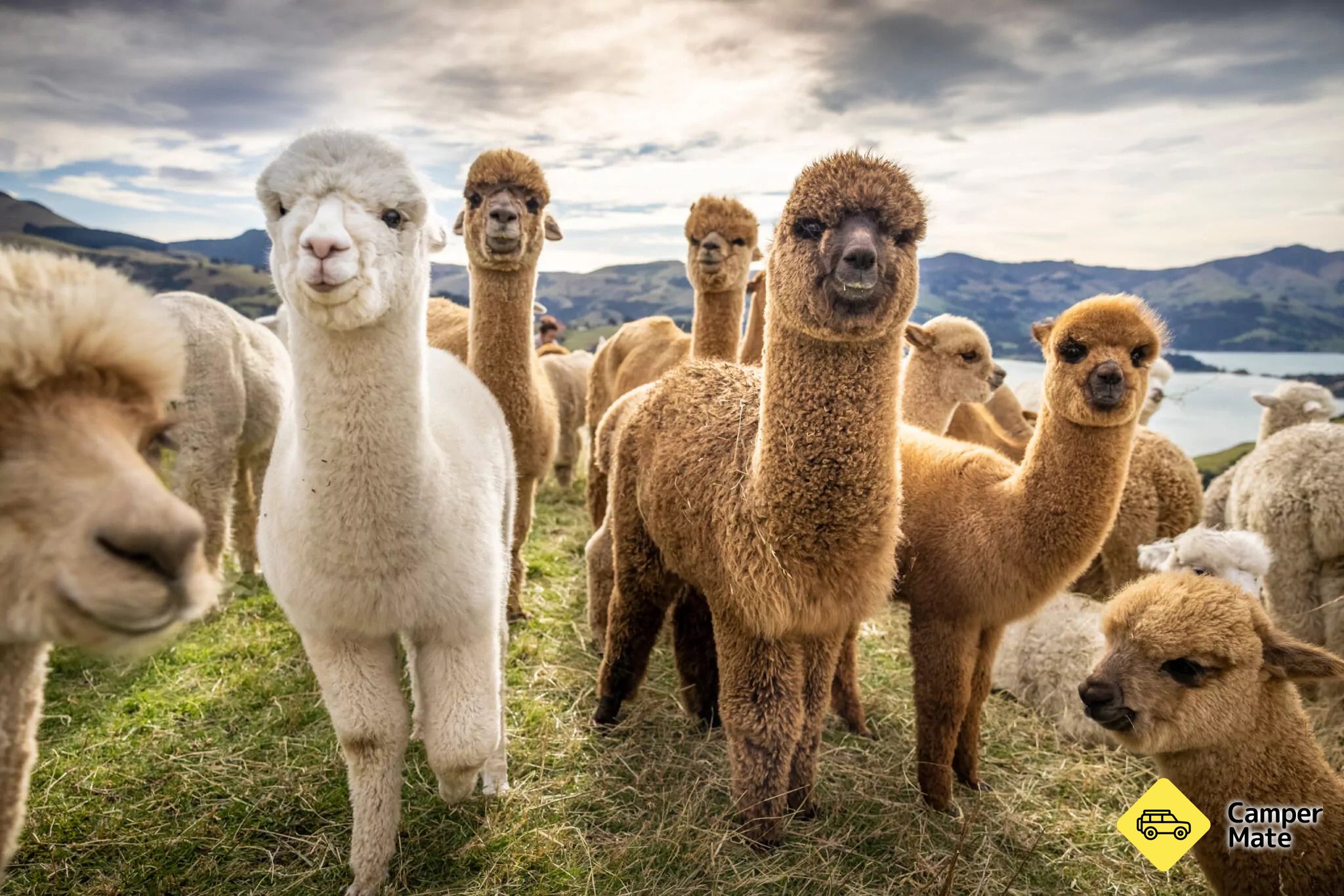 Shamarra Alpaca Farm Tours