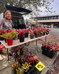 Canungra falusi piacok