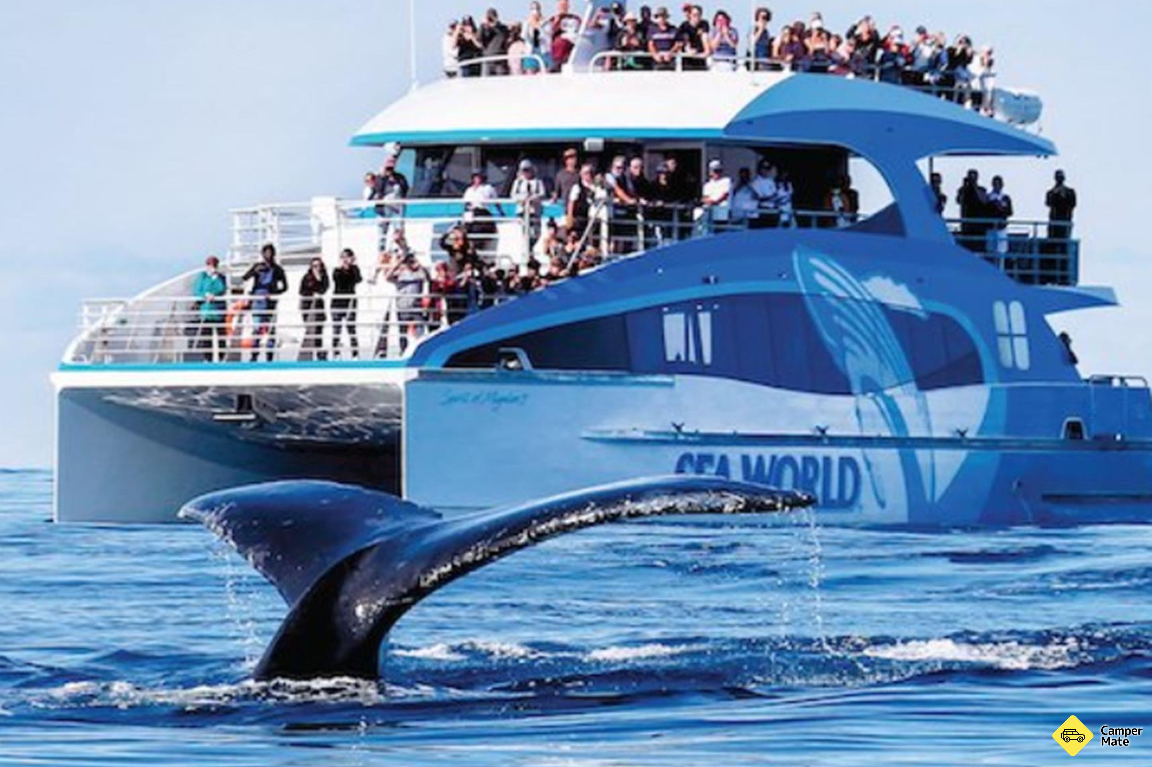 Sledování velryb s Sea World Cruises - Image 2