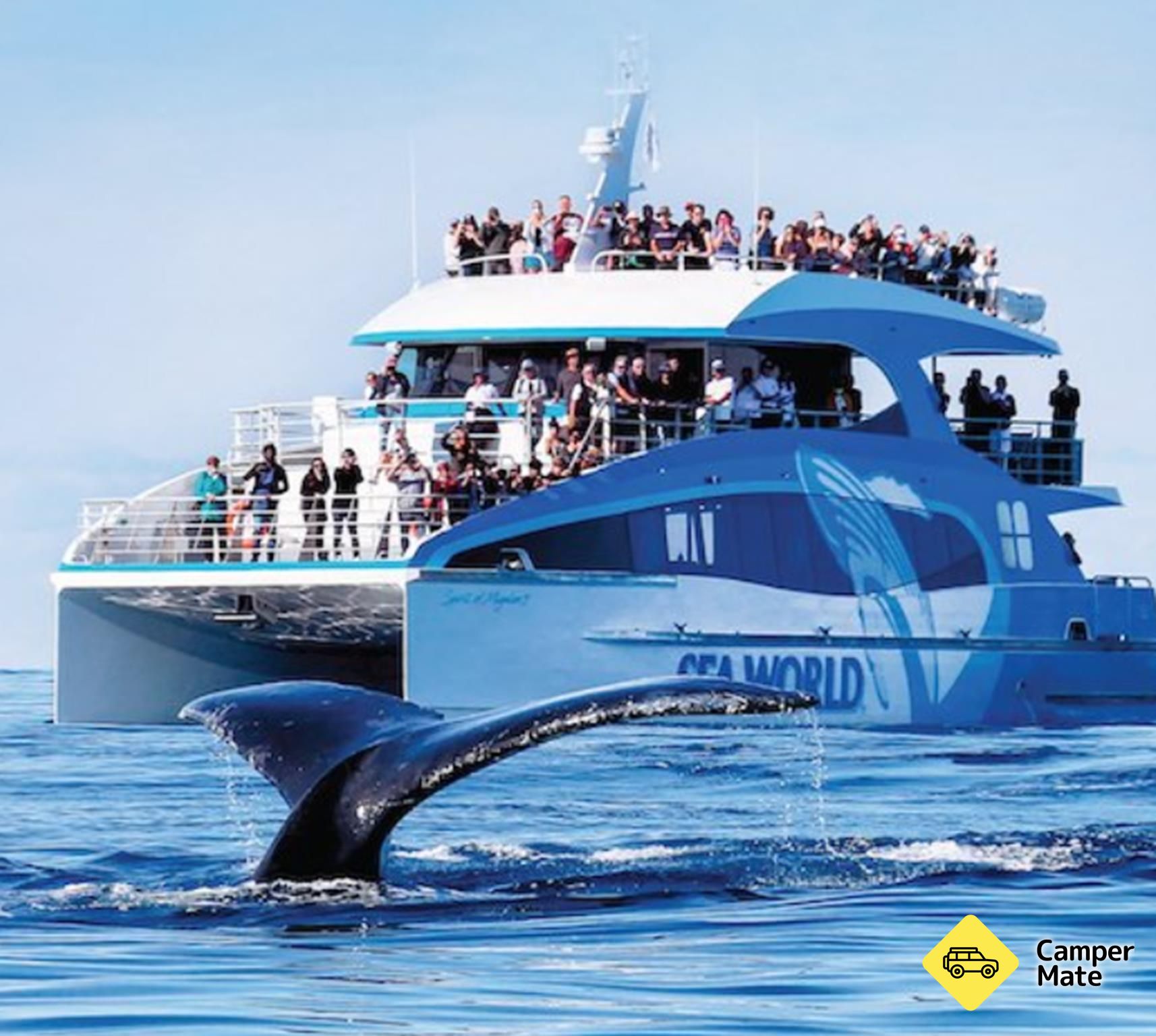 Whale Watching with Sea World Cruises  - Image 2