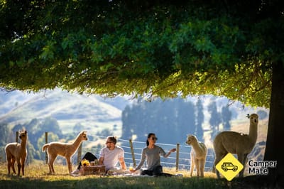 Nevalea Alpaca Farm