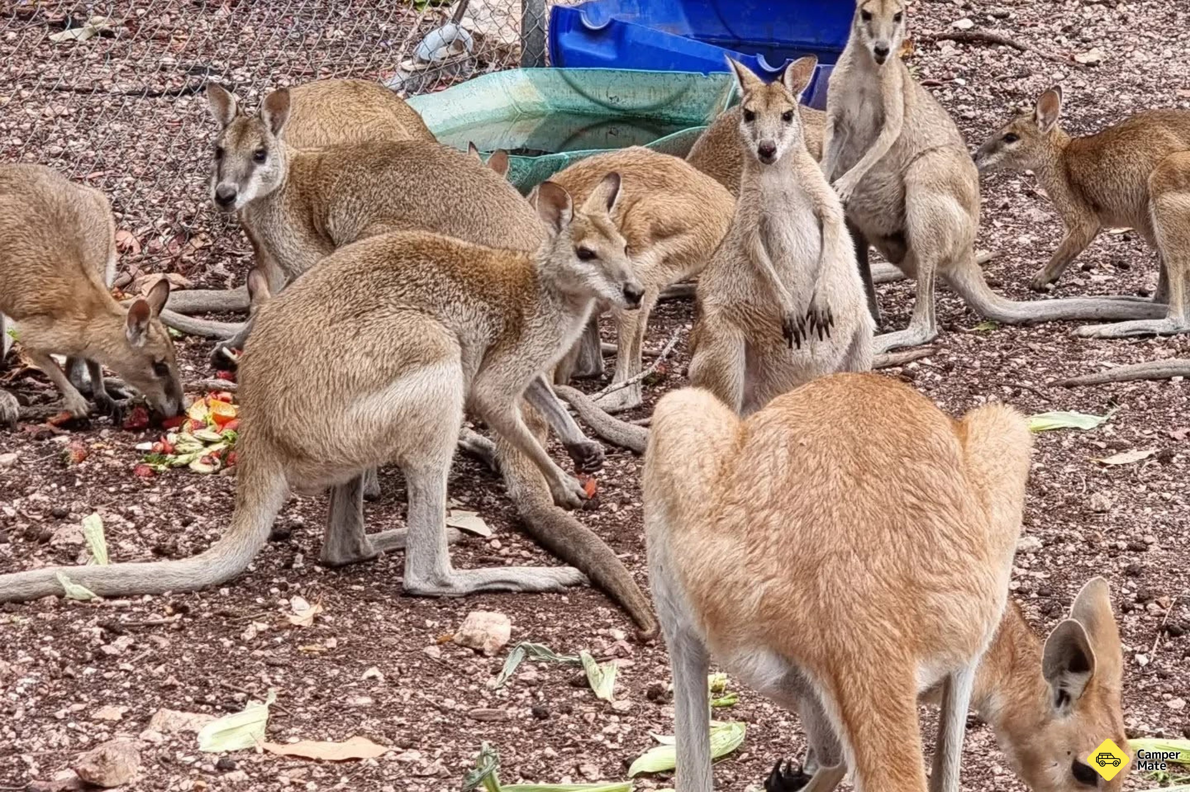 Hal yang dapat dilakukan di dekat Ninas Ark Wildlife Sanctuary - Image 3
