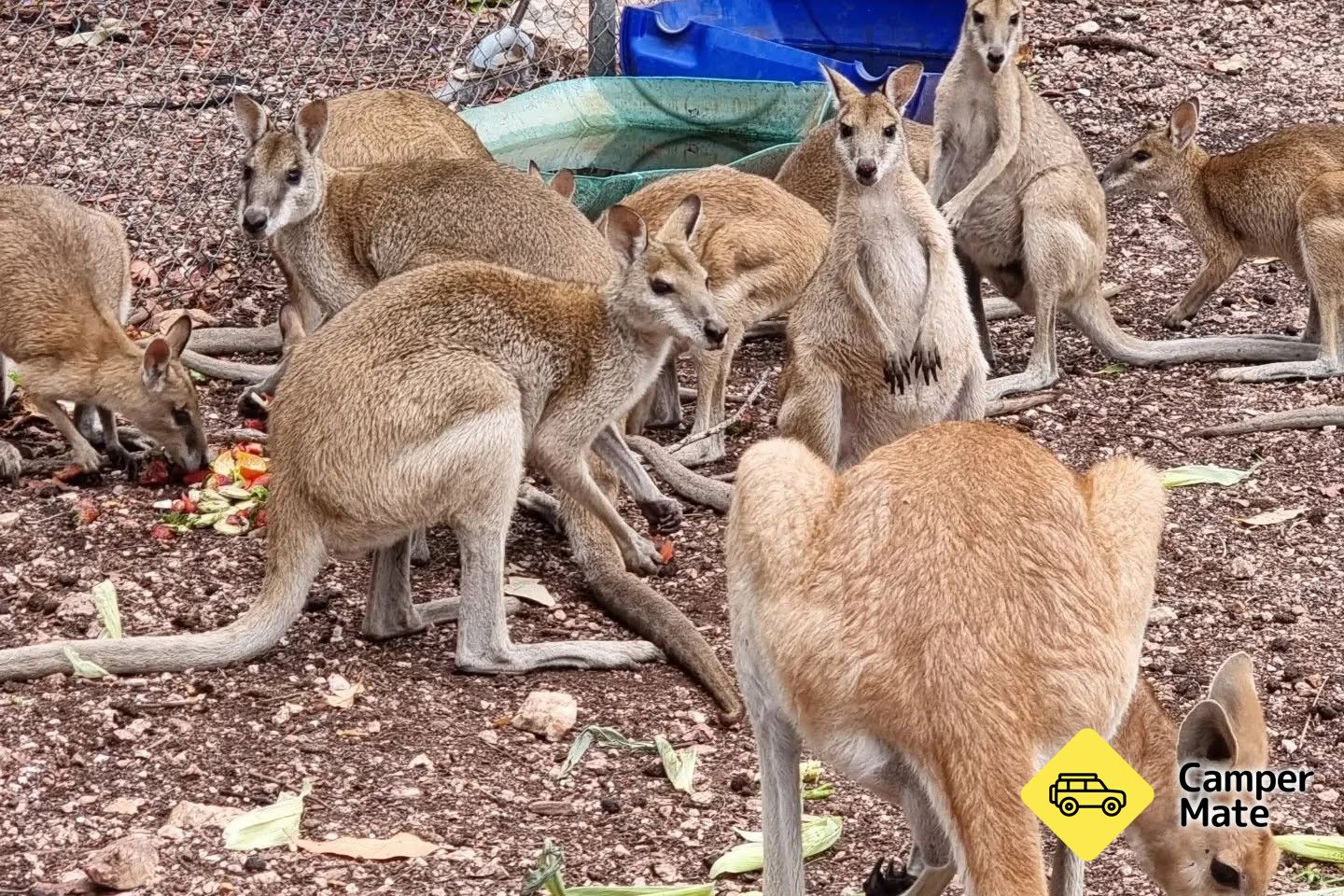 Il Ninas Ark Wildlife Sanctuary - Image 3