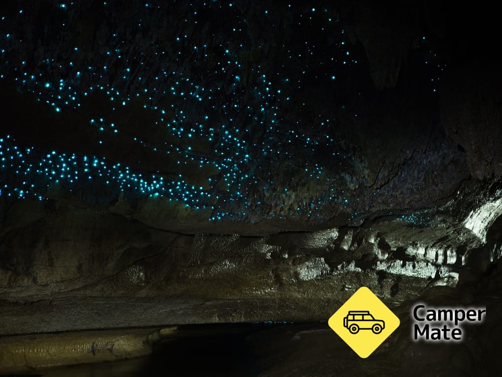 Waipu Caves Track