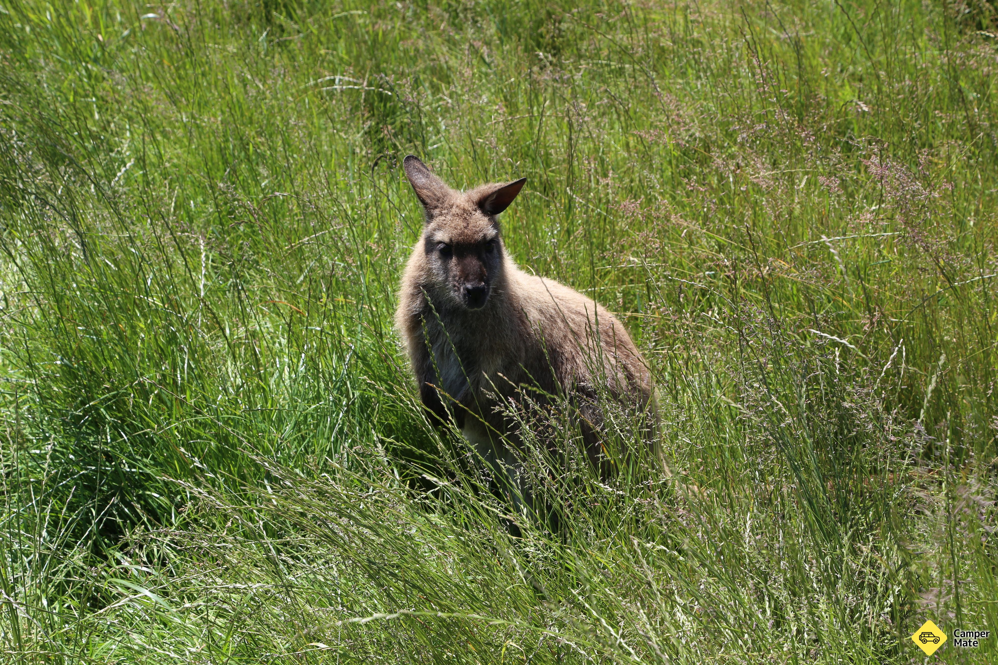 Tiện ích của Korna Wallaby Park - Image 2