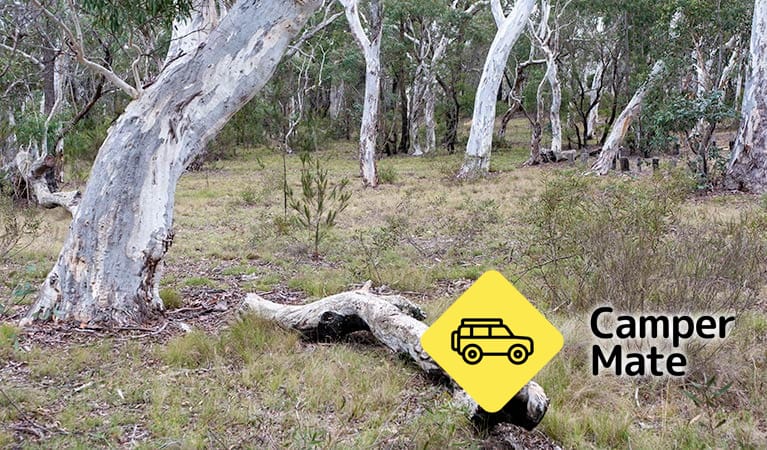 Wog Wog Campground - Image 2