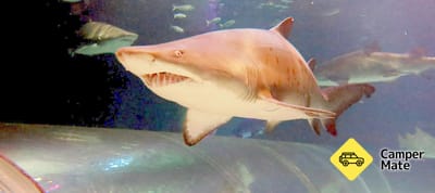 Kelly Tarlton's Sea Life Aquarium