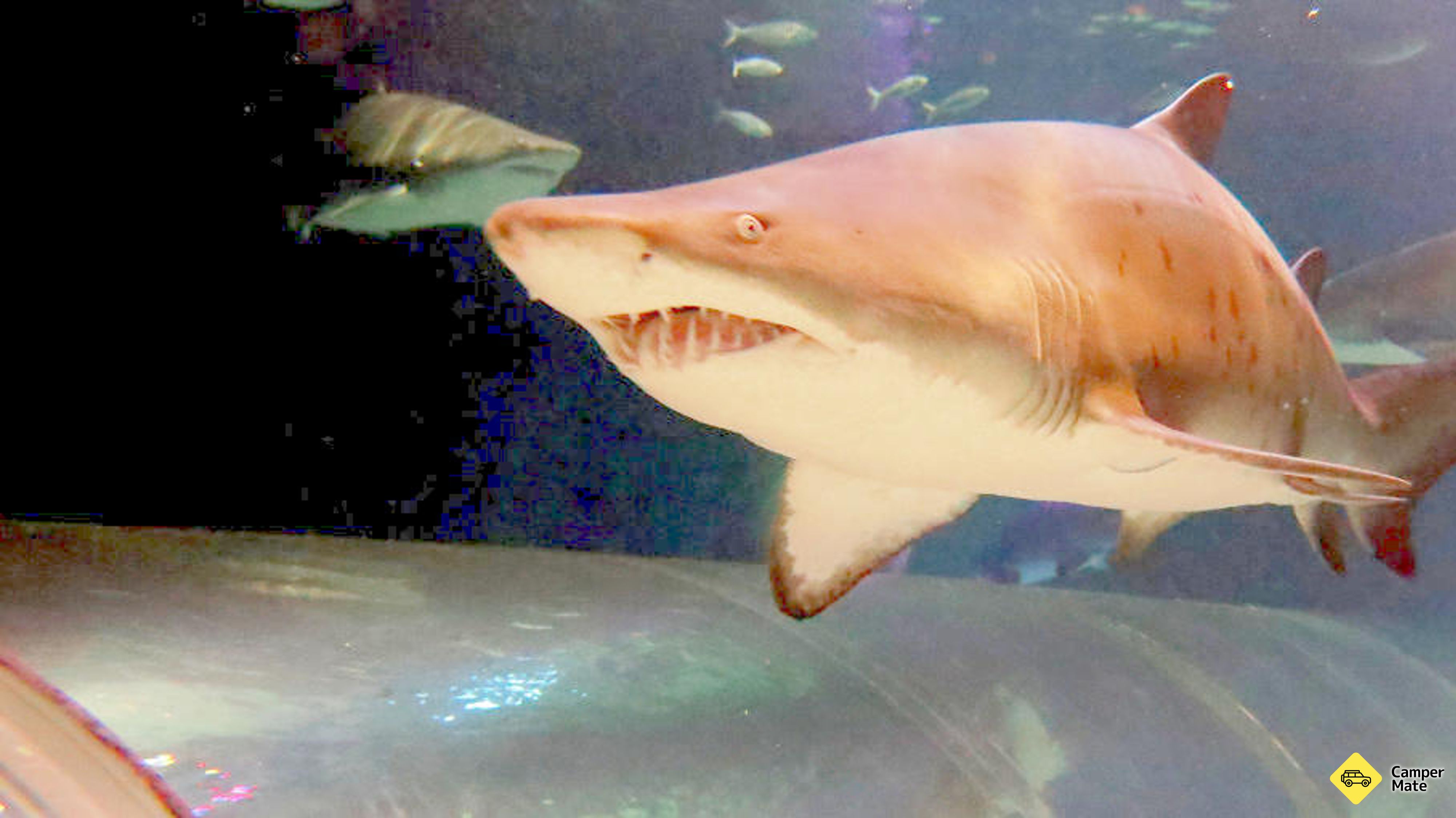 Kelly Tarlton's Sea Life Aquarium 근처 오락거리