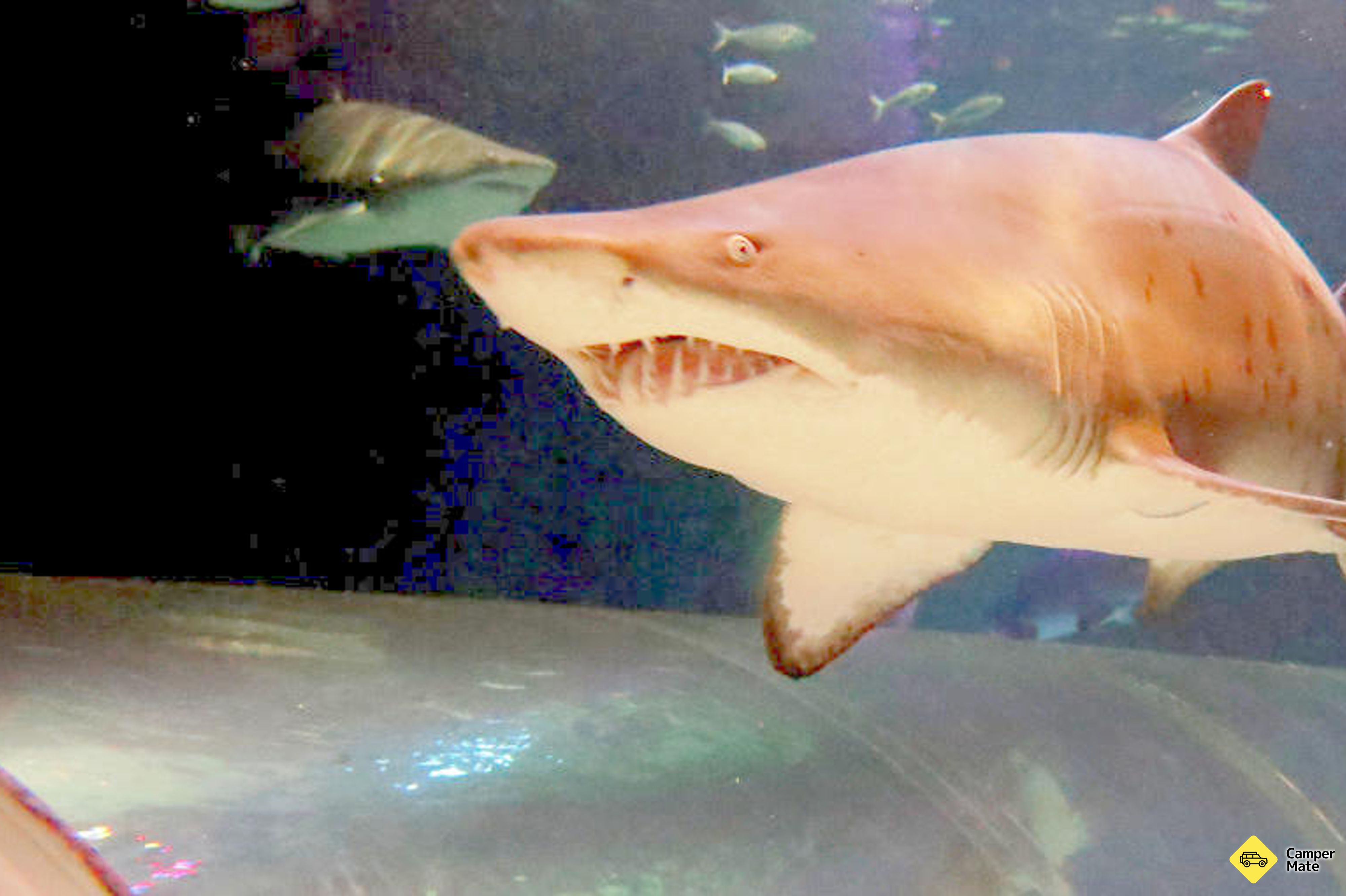 Tiện ích của Kelly Tarlton's Sea Life Aquarium