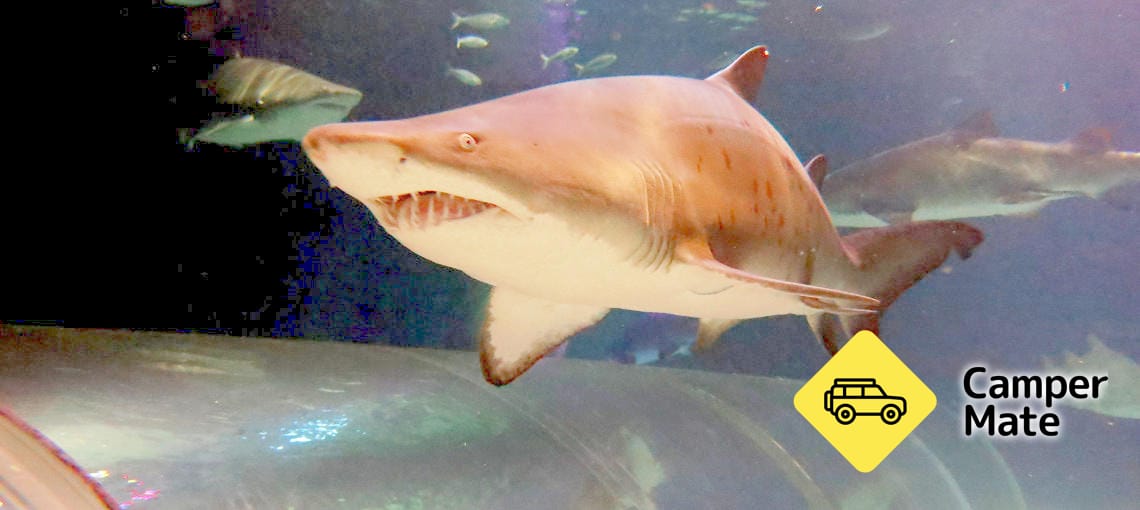 Kelly Tarlton's Sea Life Aquarium
